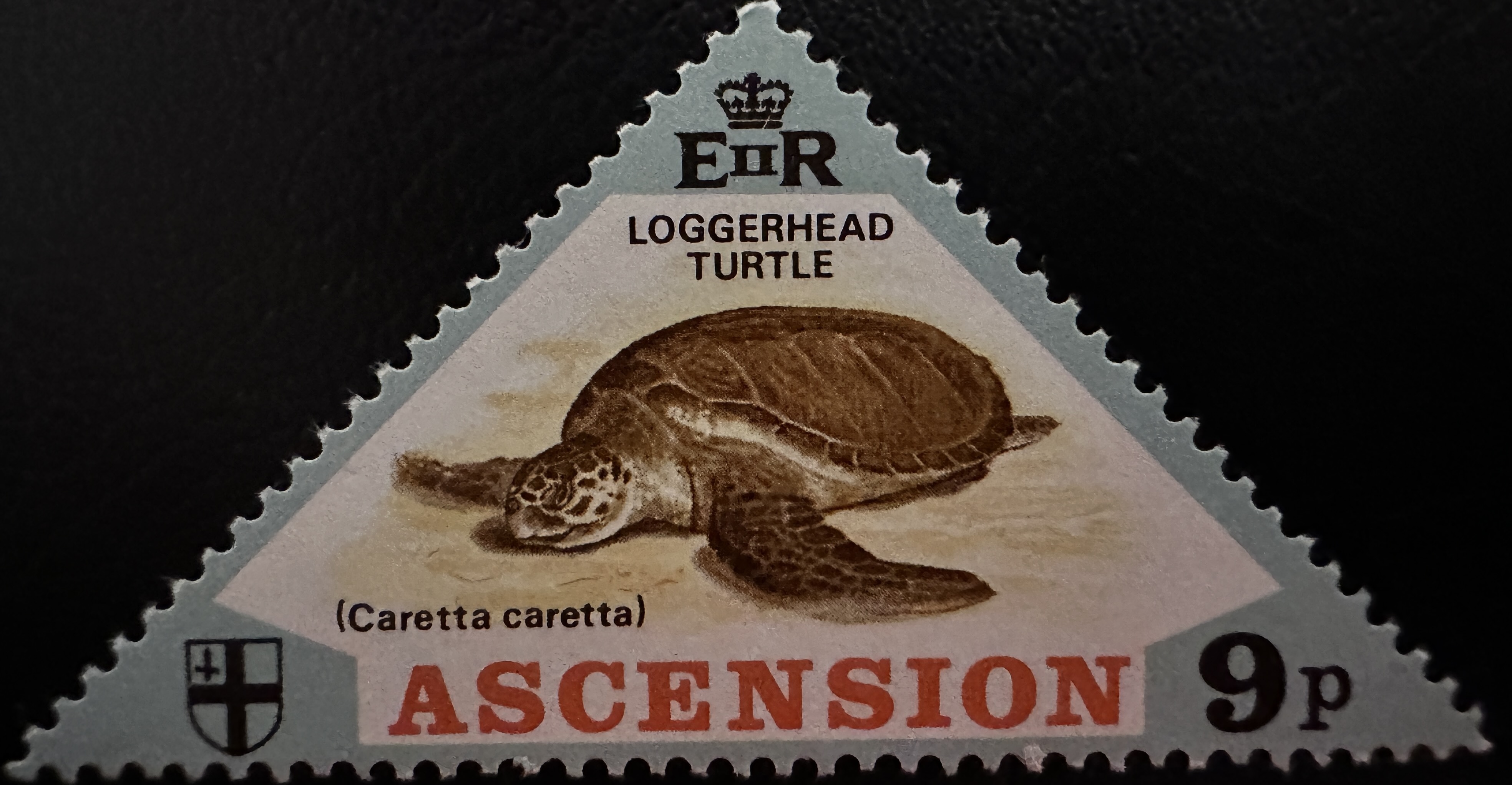 Ascension 9P Turtle