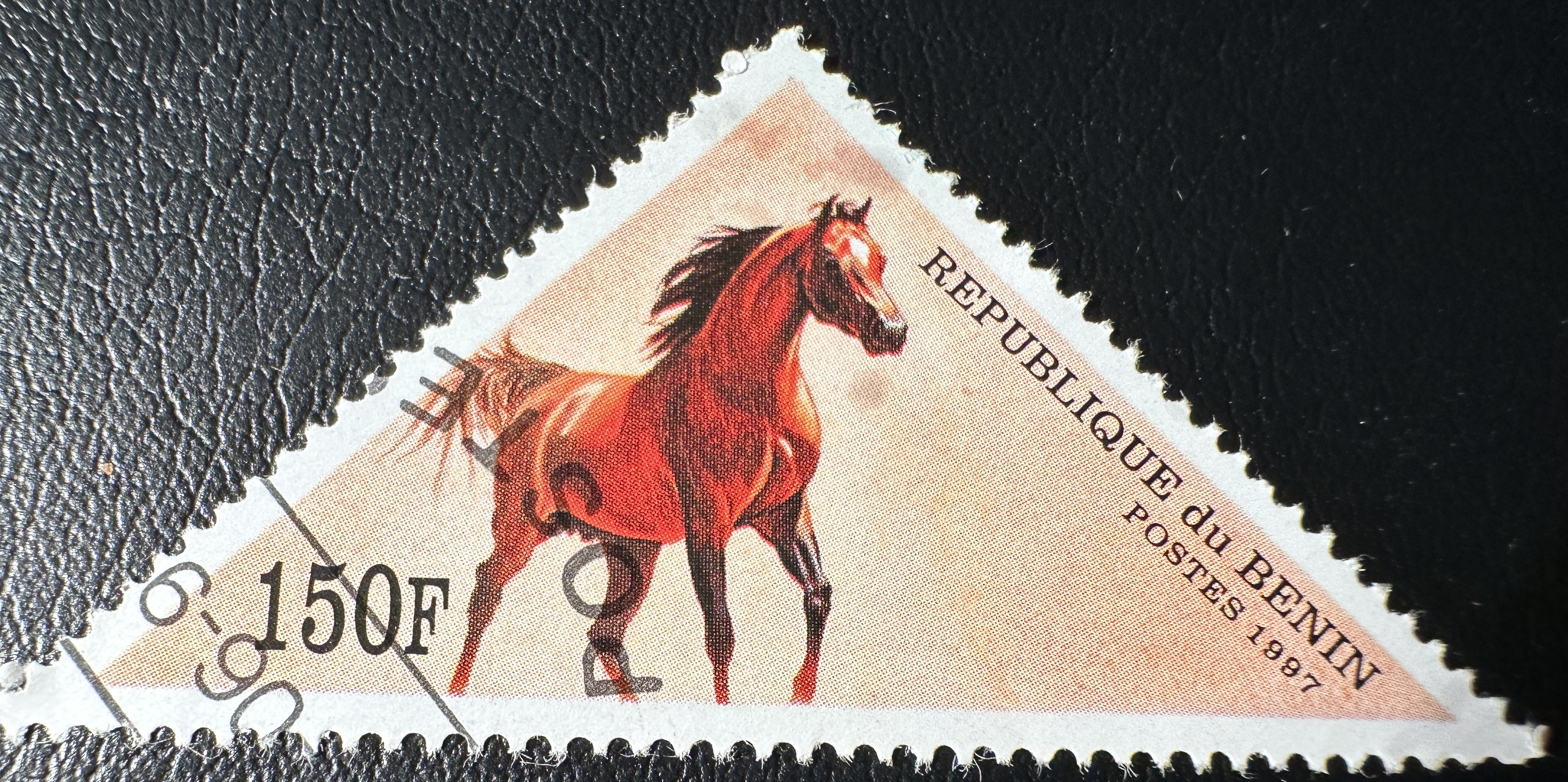 Arabian Horses 150 F