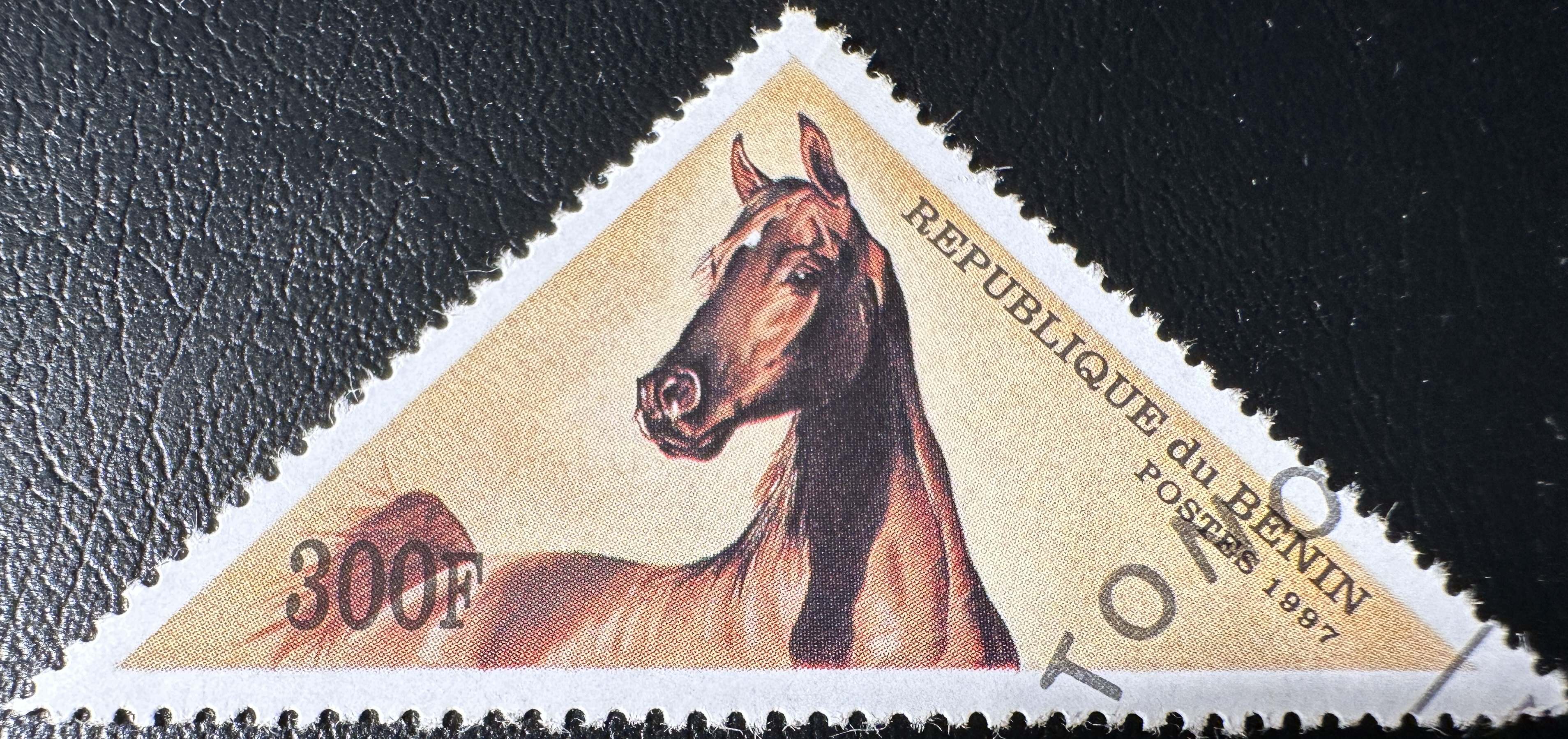 Arabian Horses 300F