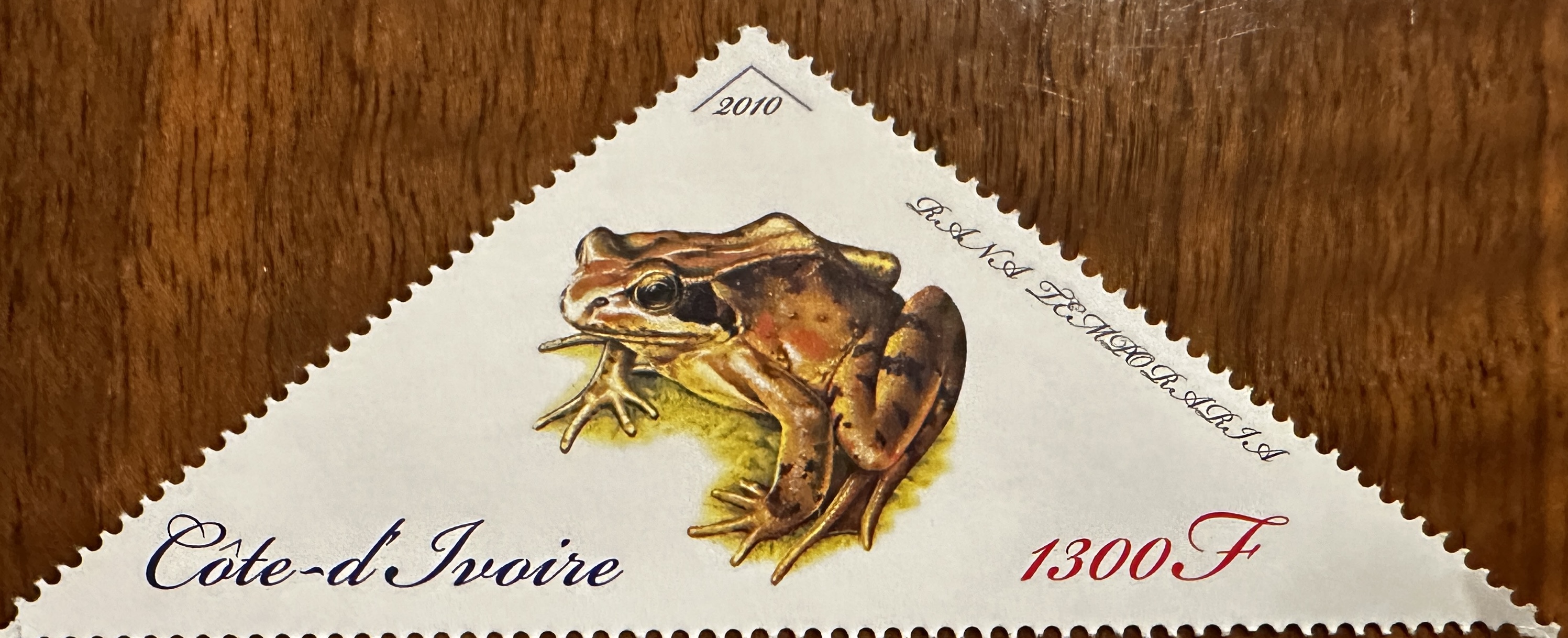 Ivory Coast Frog 1