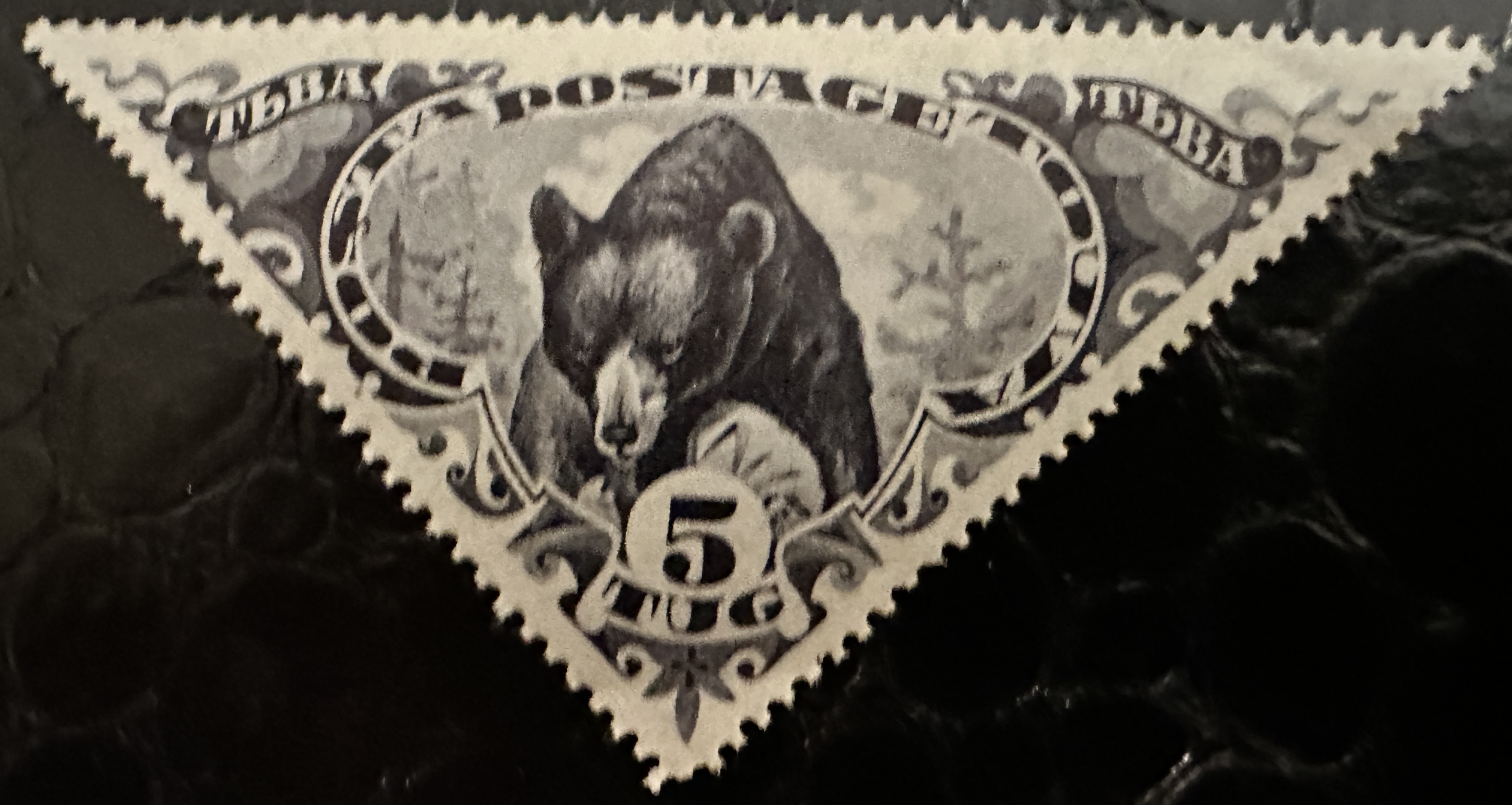 Bear 5