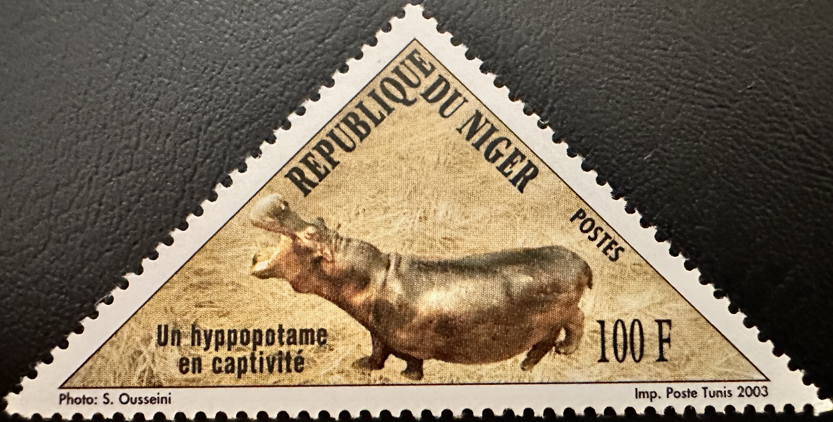 Niger Hippo