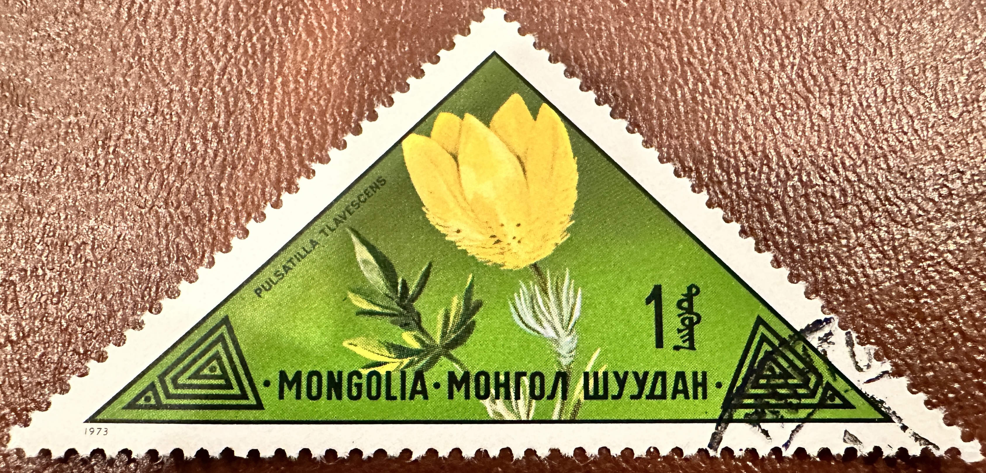 Mongolia Flowers 1