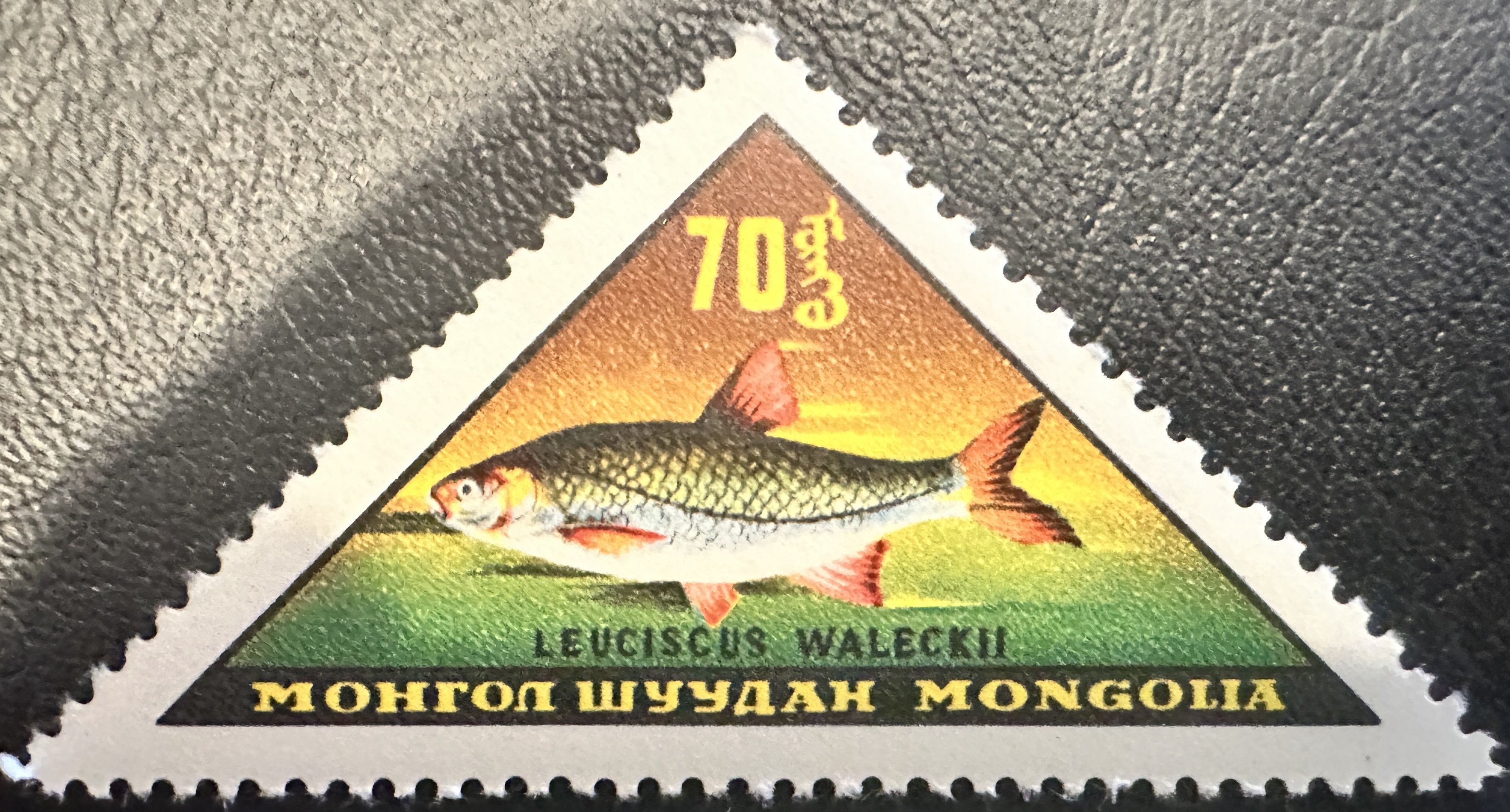 Mongolia Fish 7