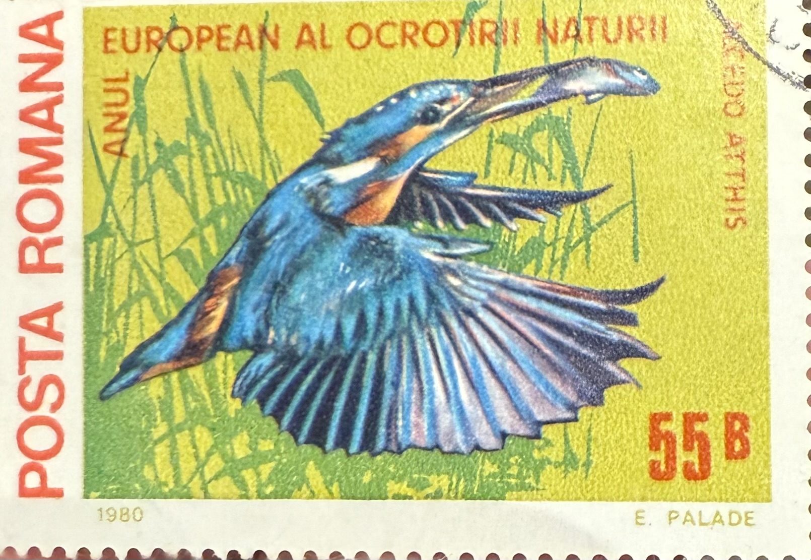 Common Kingfisher Romania