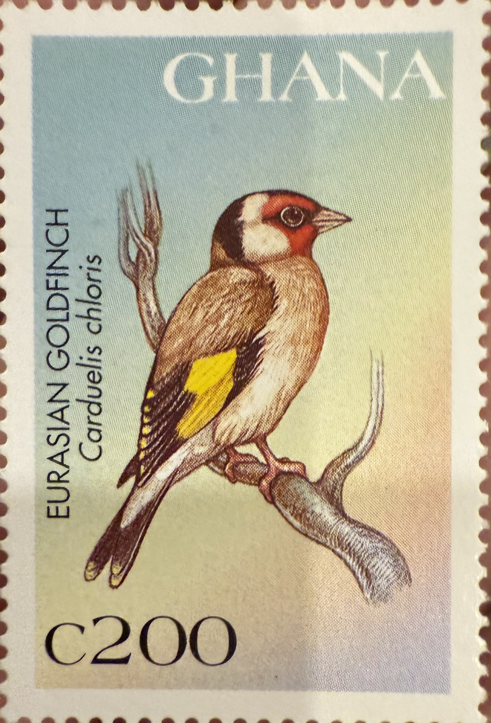 European Goldfinch