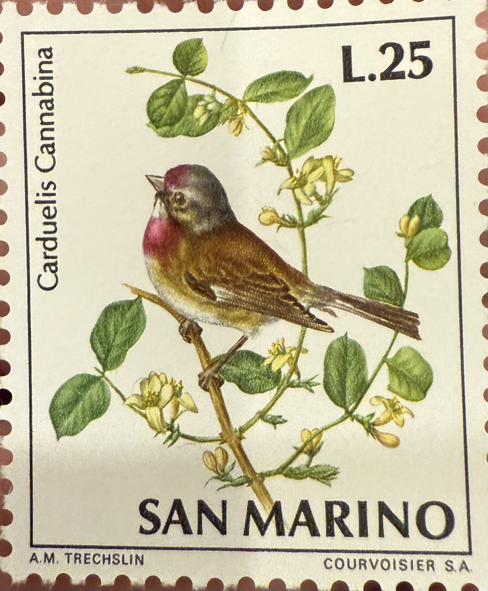 Common Linnet