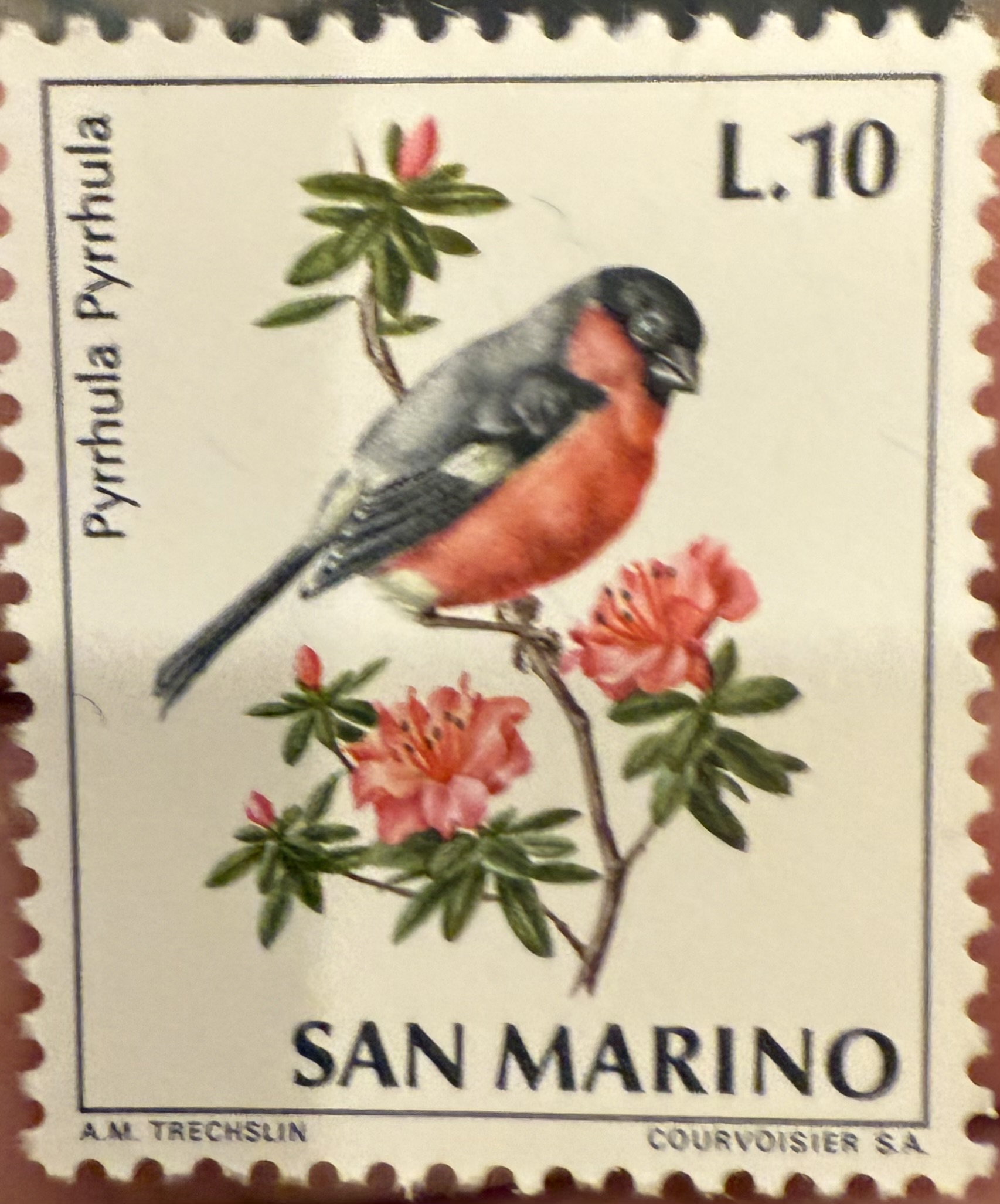 Eurasian Bullfinch San Marino