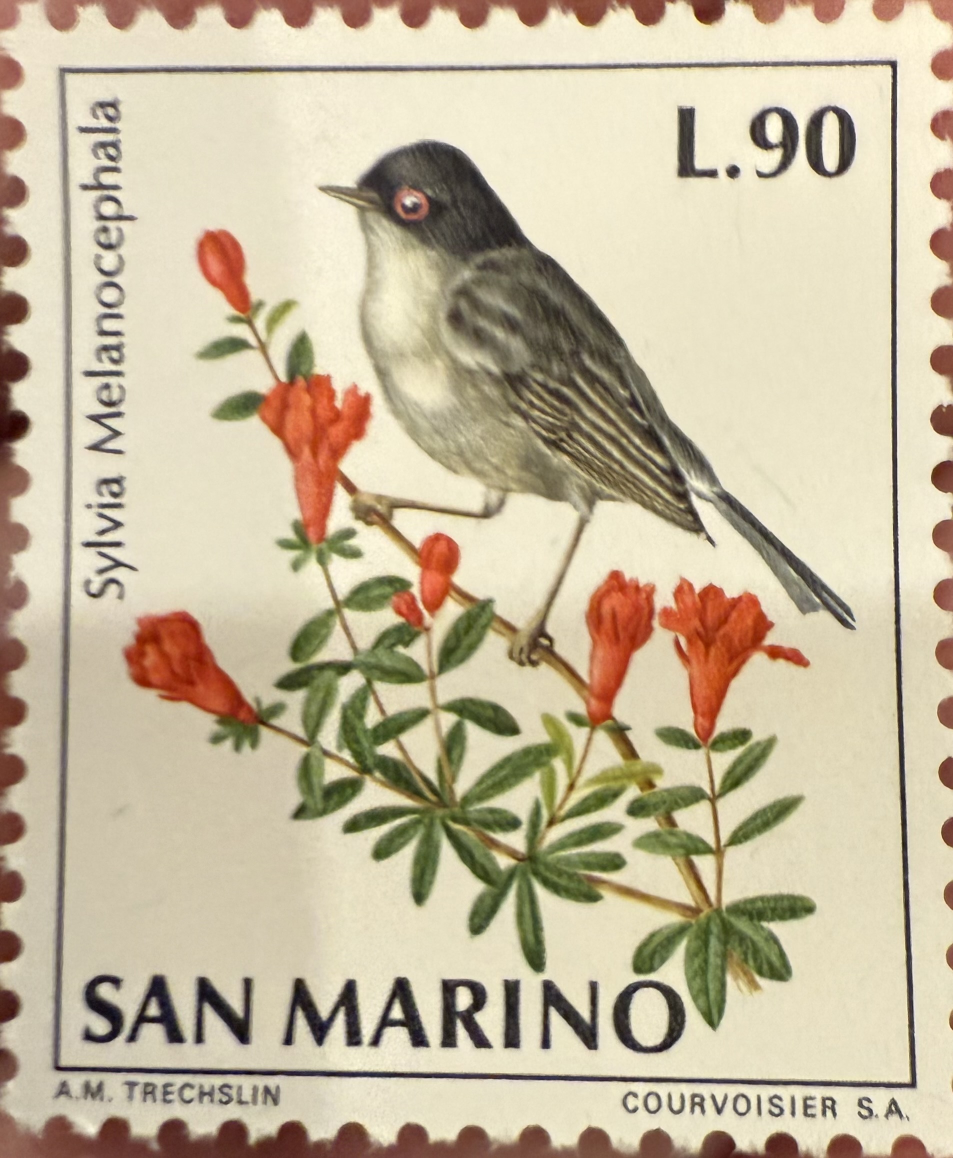 Sardinian Warbler