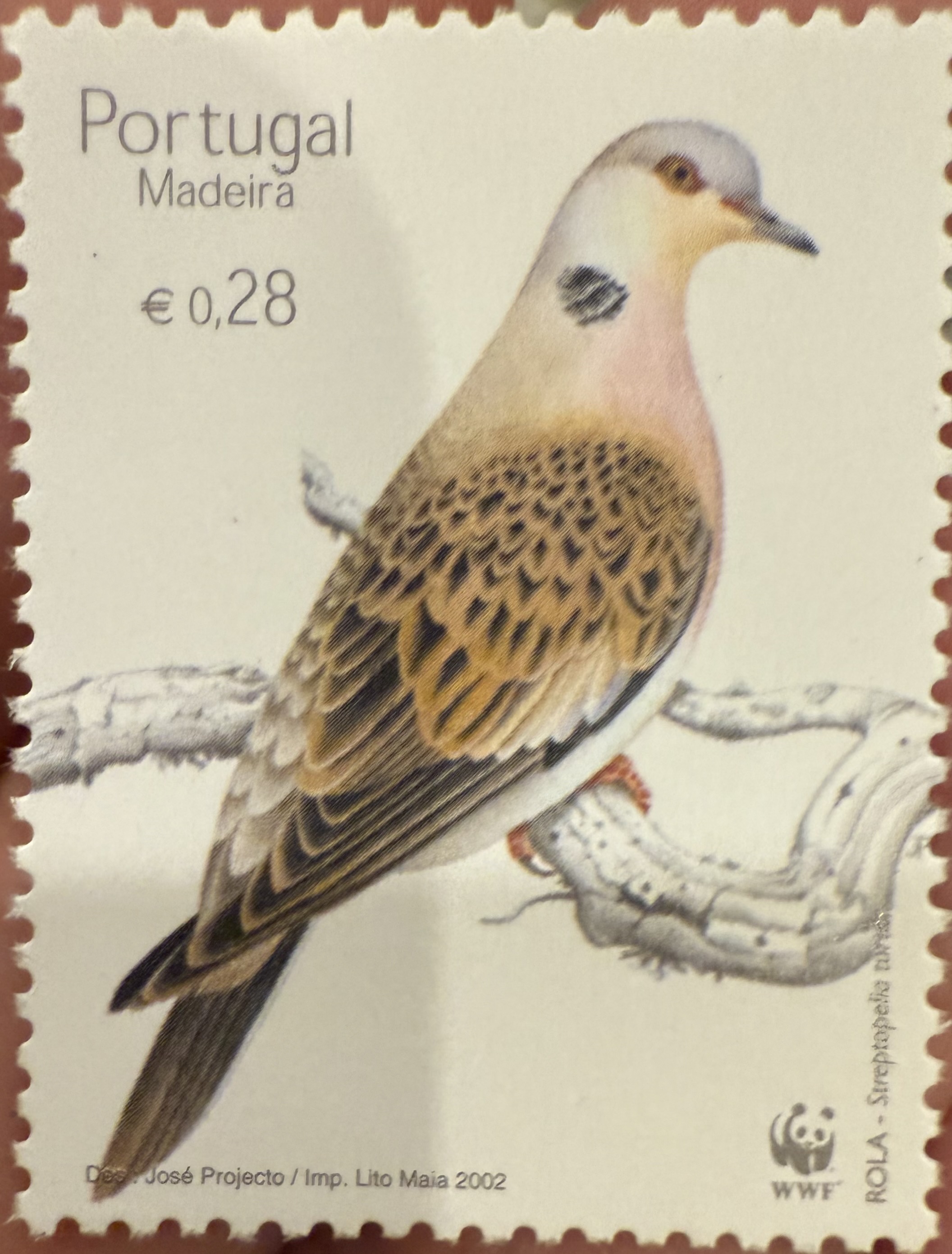 European Turtle Dove