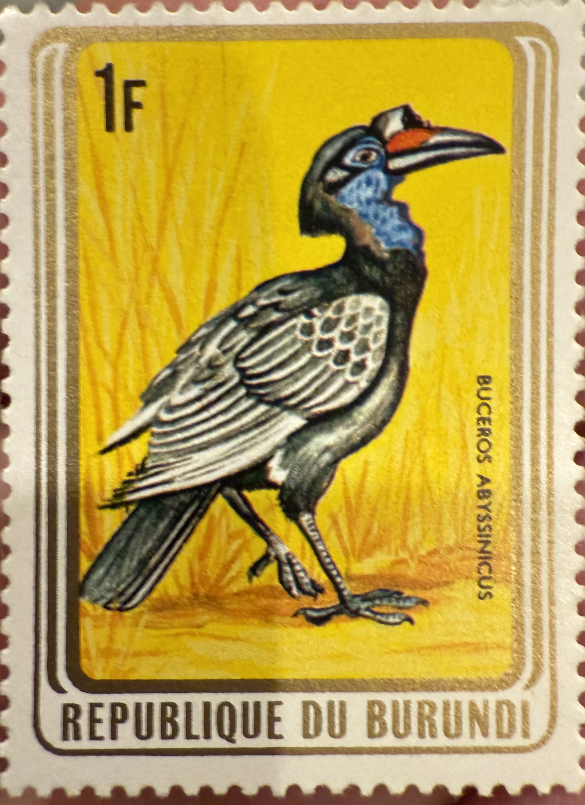 Abyssinian Ground Hornbill
