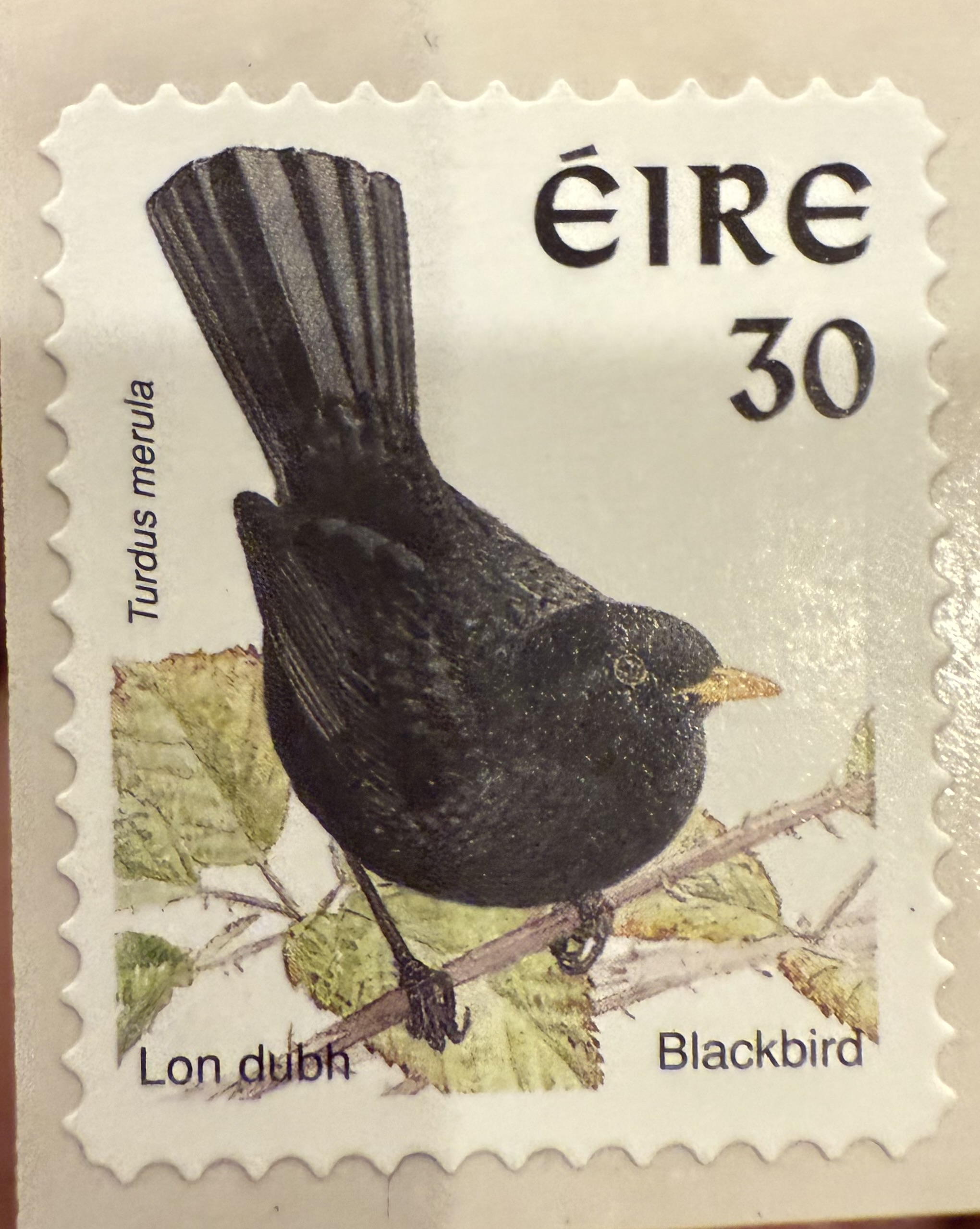 Blackbird ( Ireland)