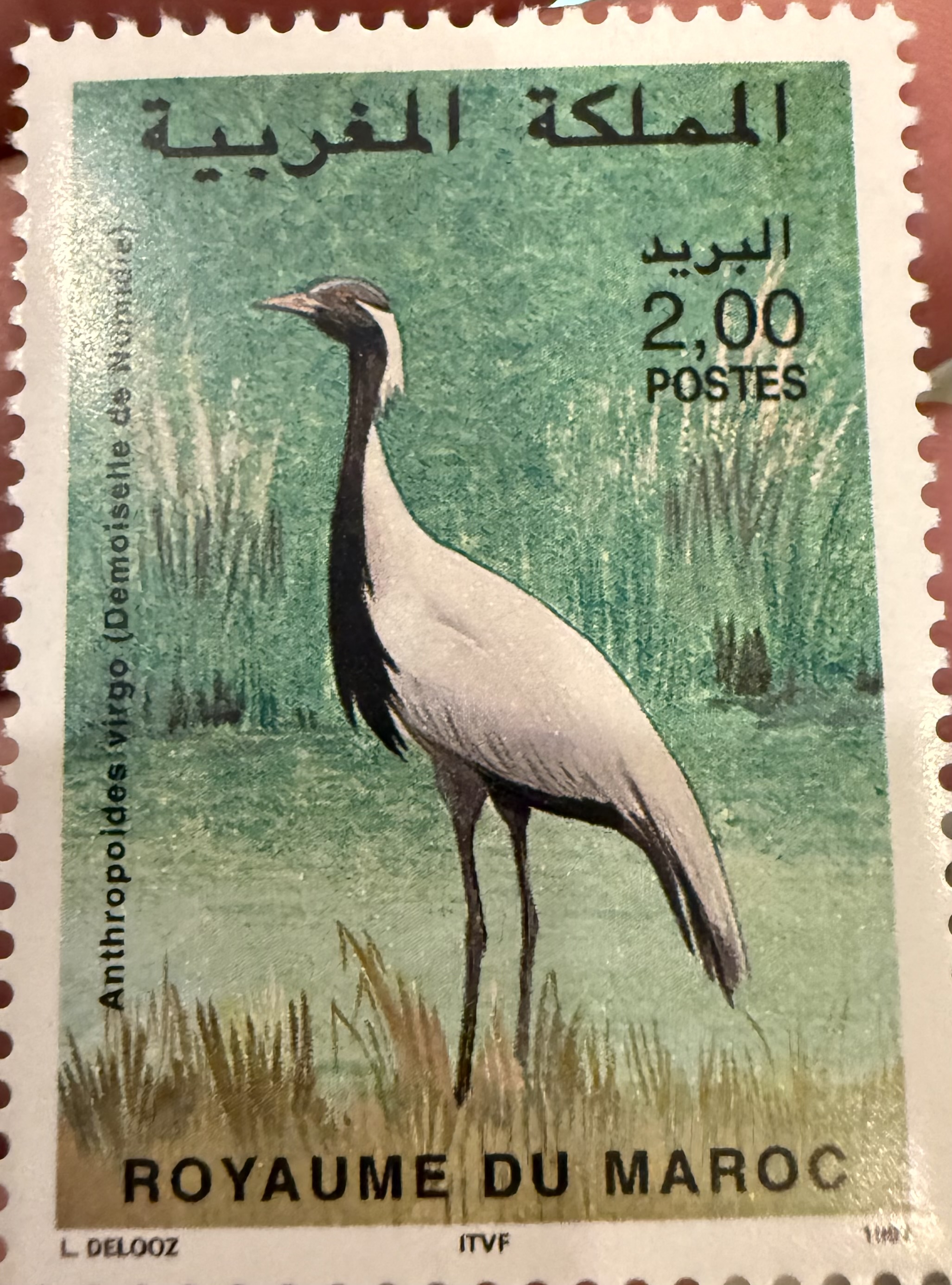 Demoiselle Crane
