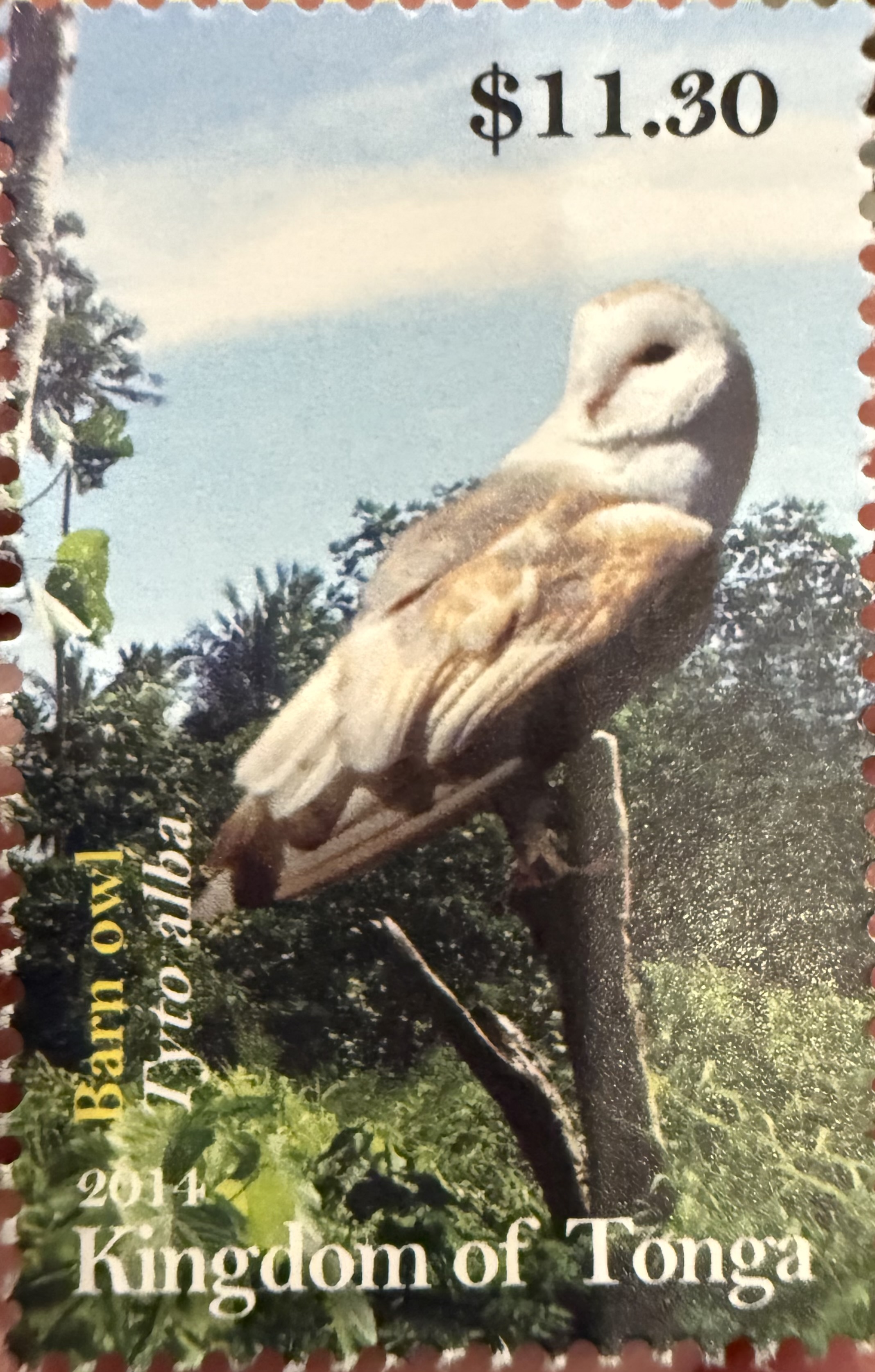 Barn Owl Tonga