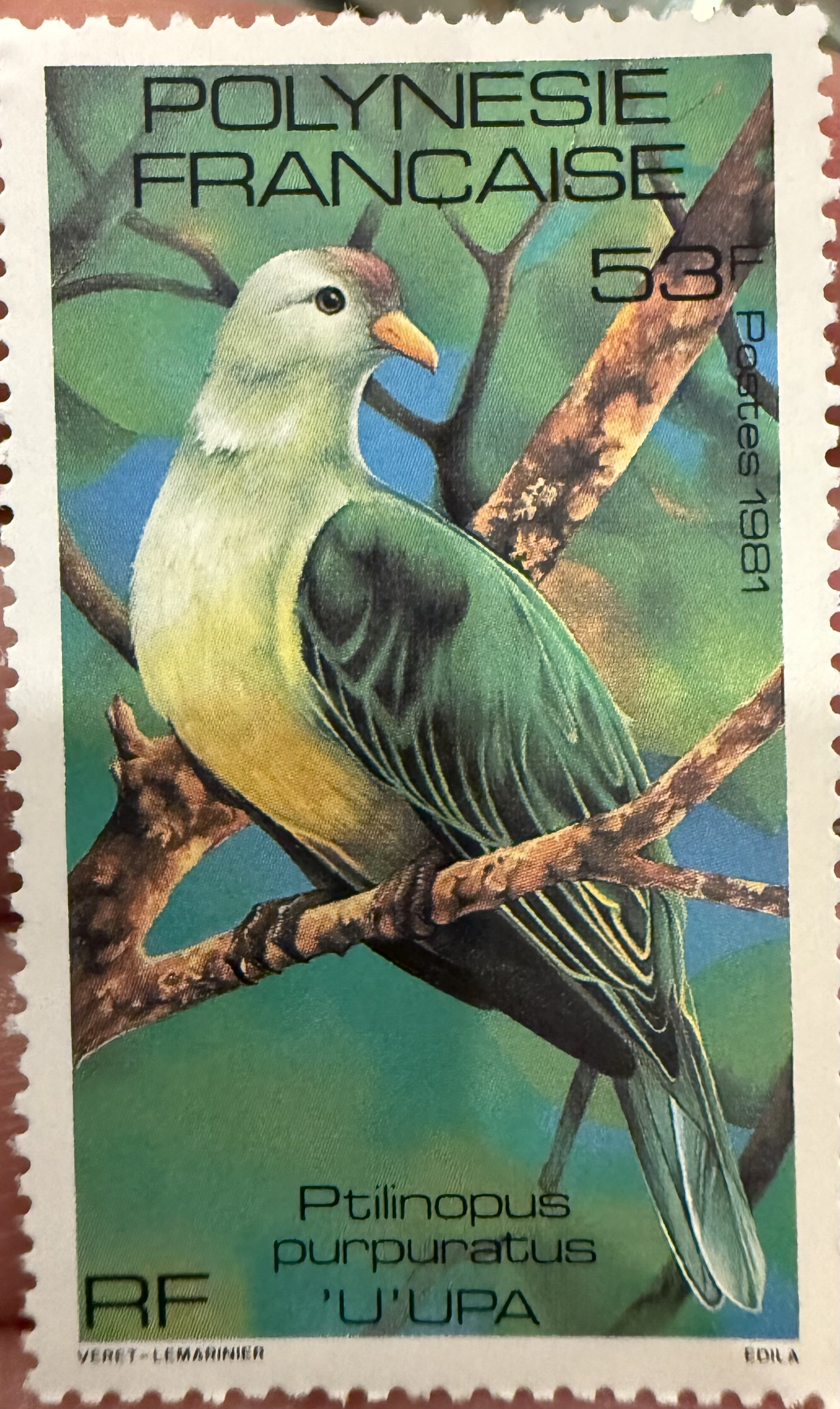 Grey Green Fruit Dove