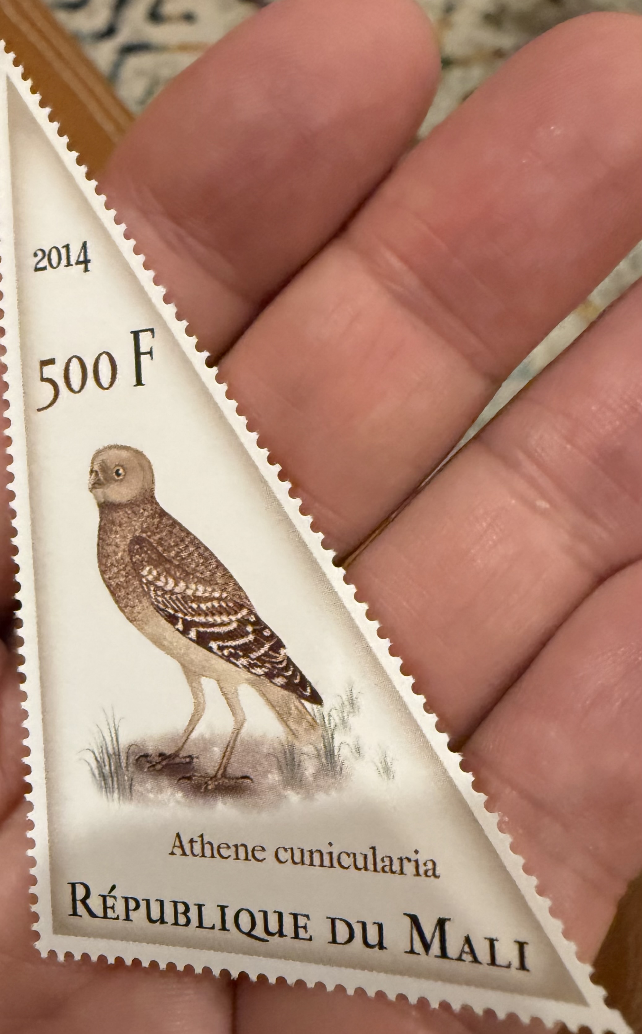 Burrowing Owl ( Mali)