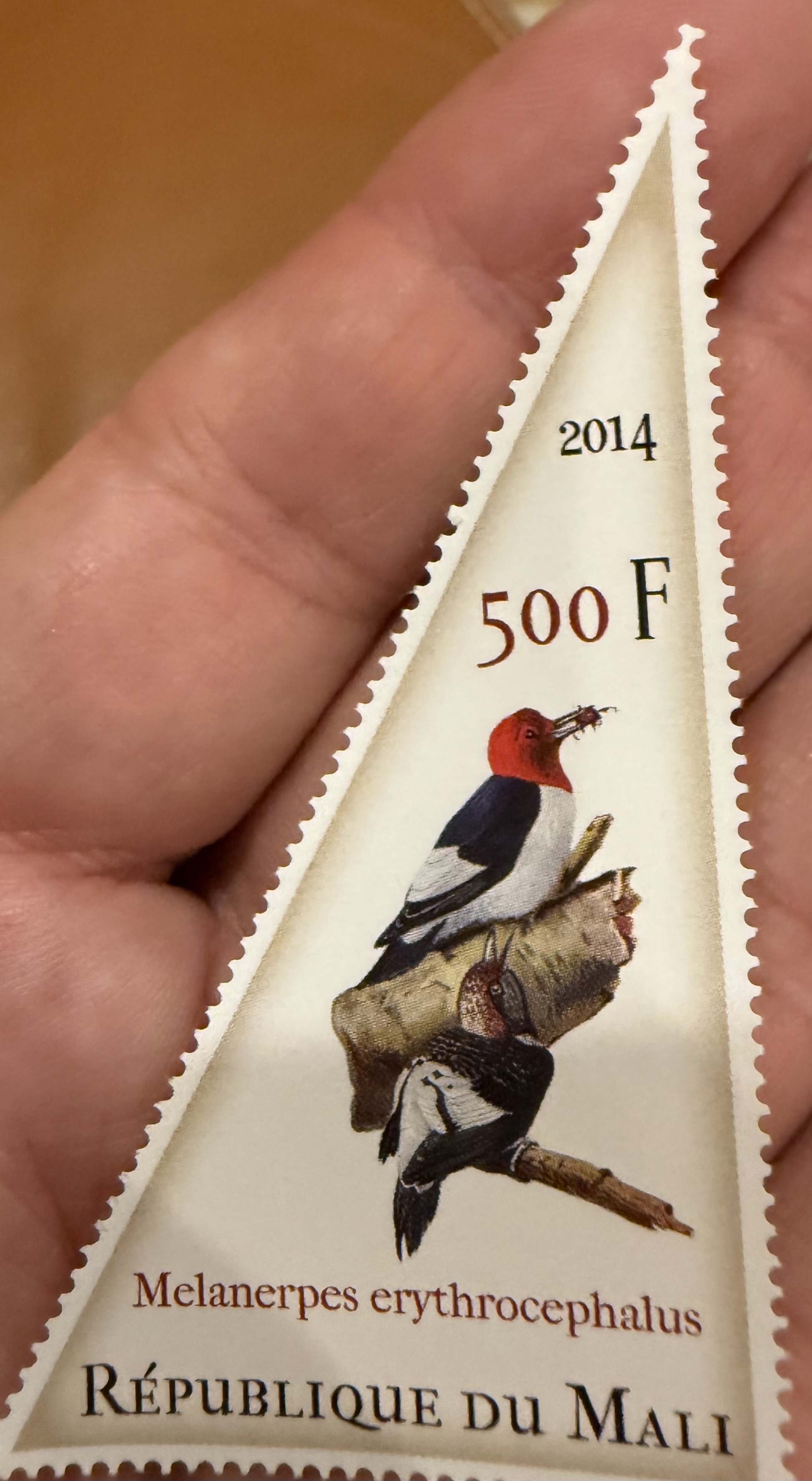 Red Headed Woodpecker ( Mali)