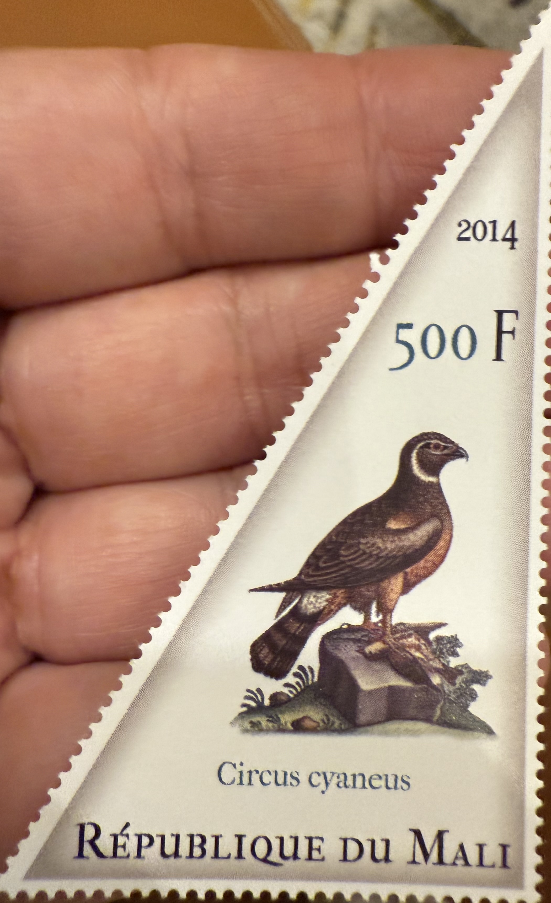 Northern Harrier ( Mali)