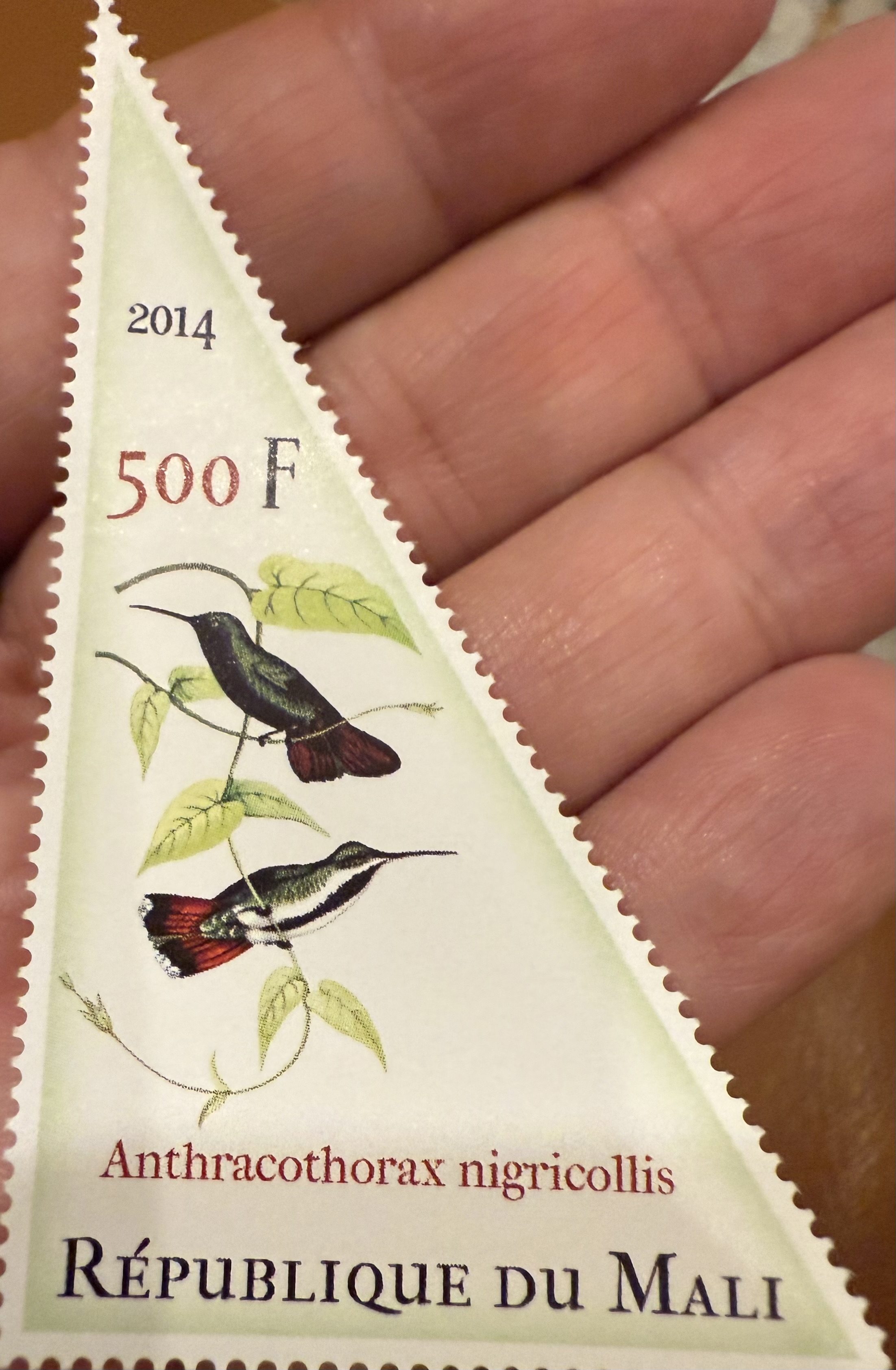 Spud’s Saw Bill Hummingbird