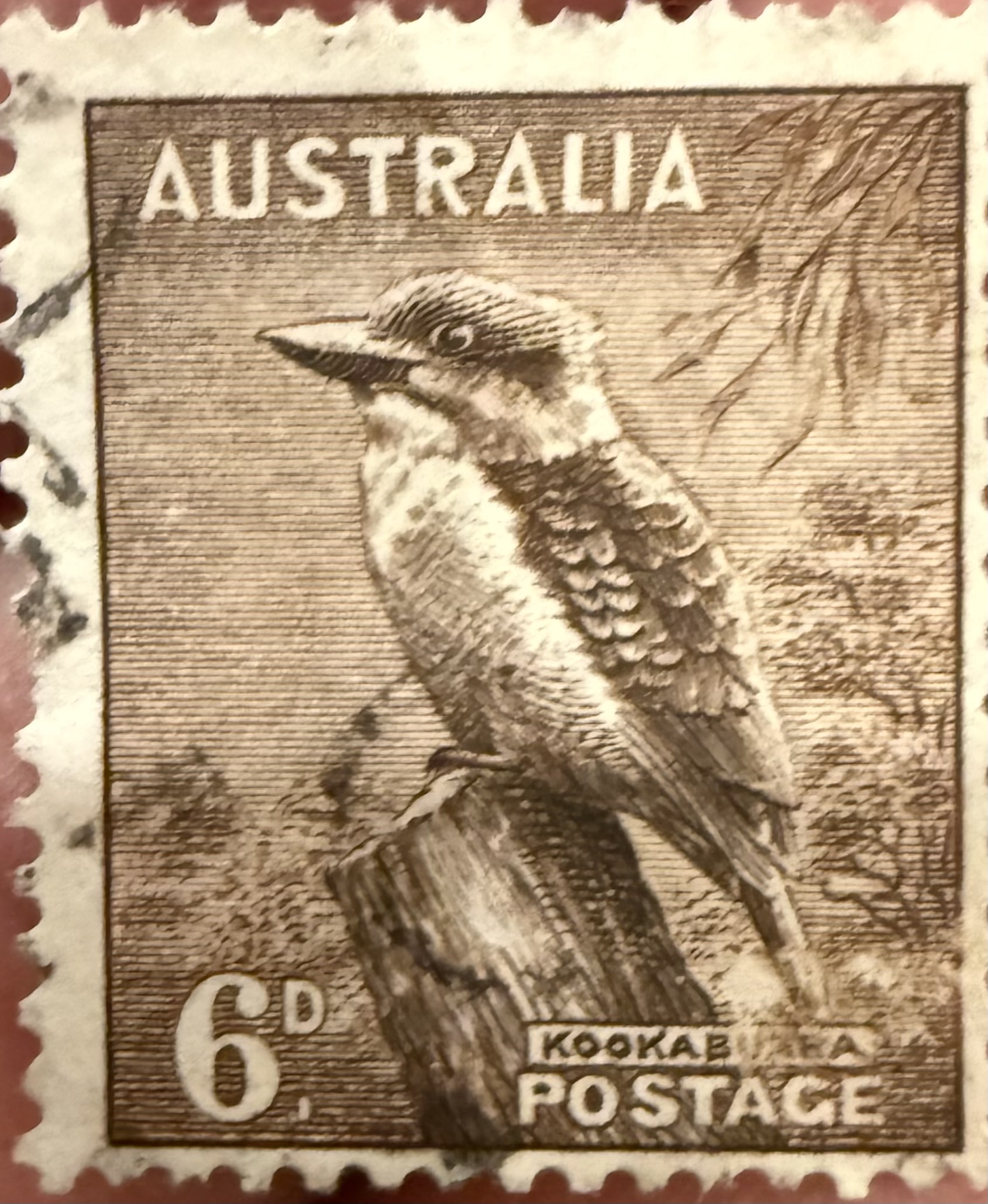 Kookaburra