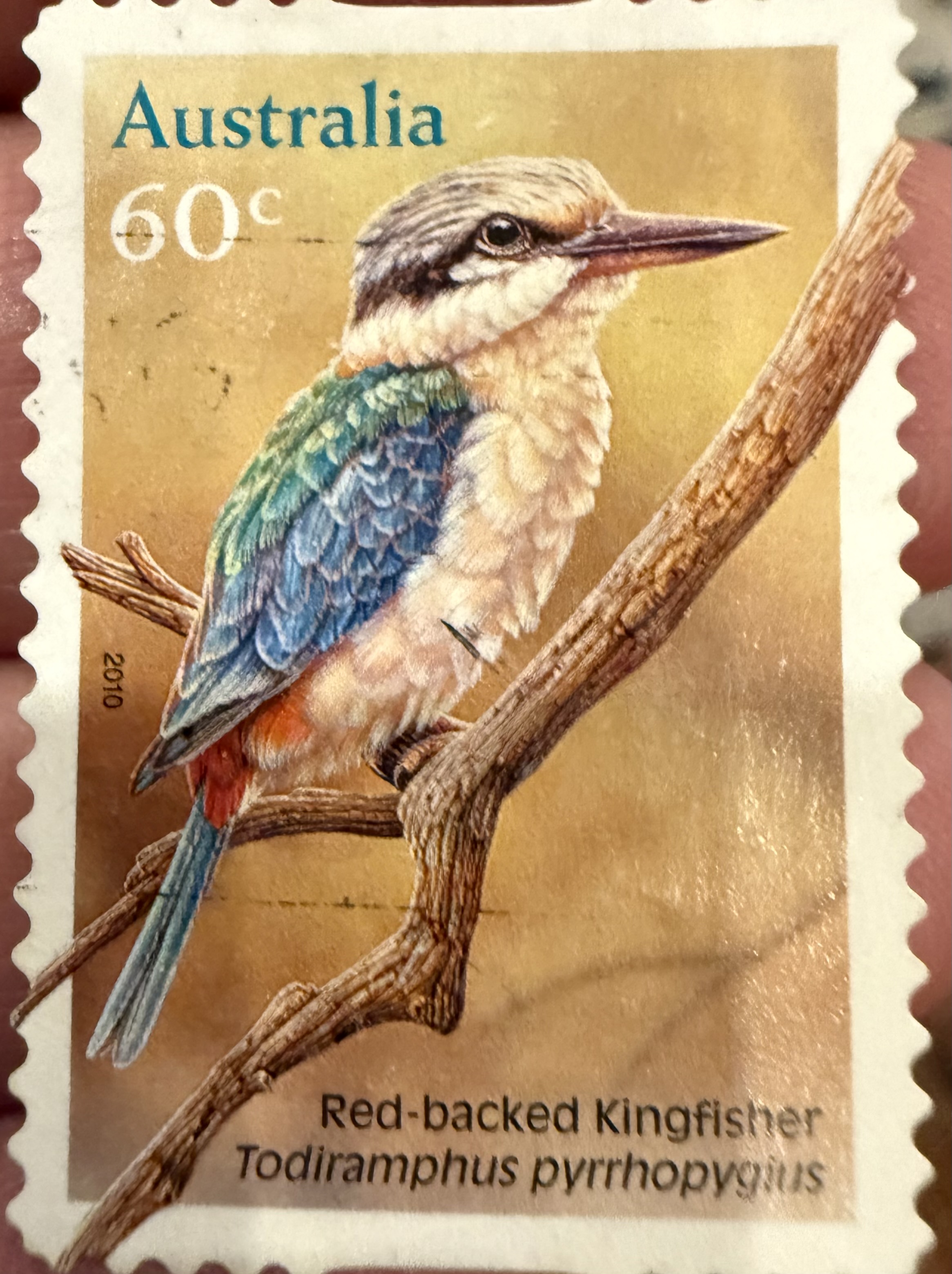 Red Backed Kingfisher