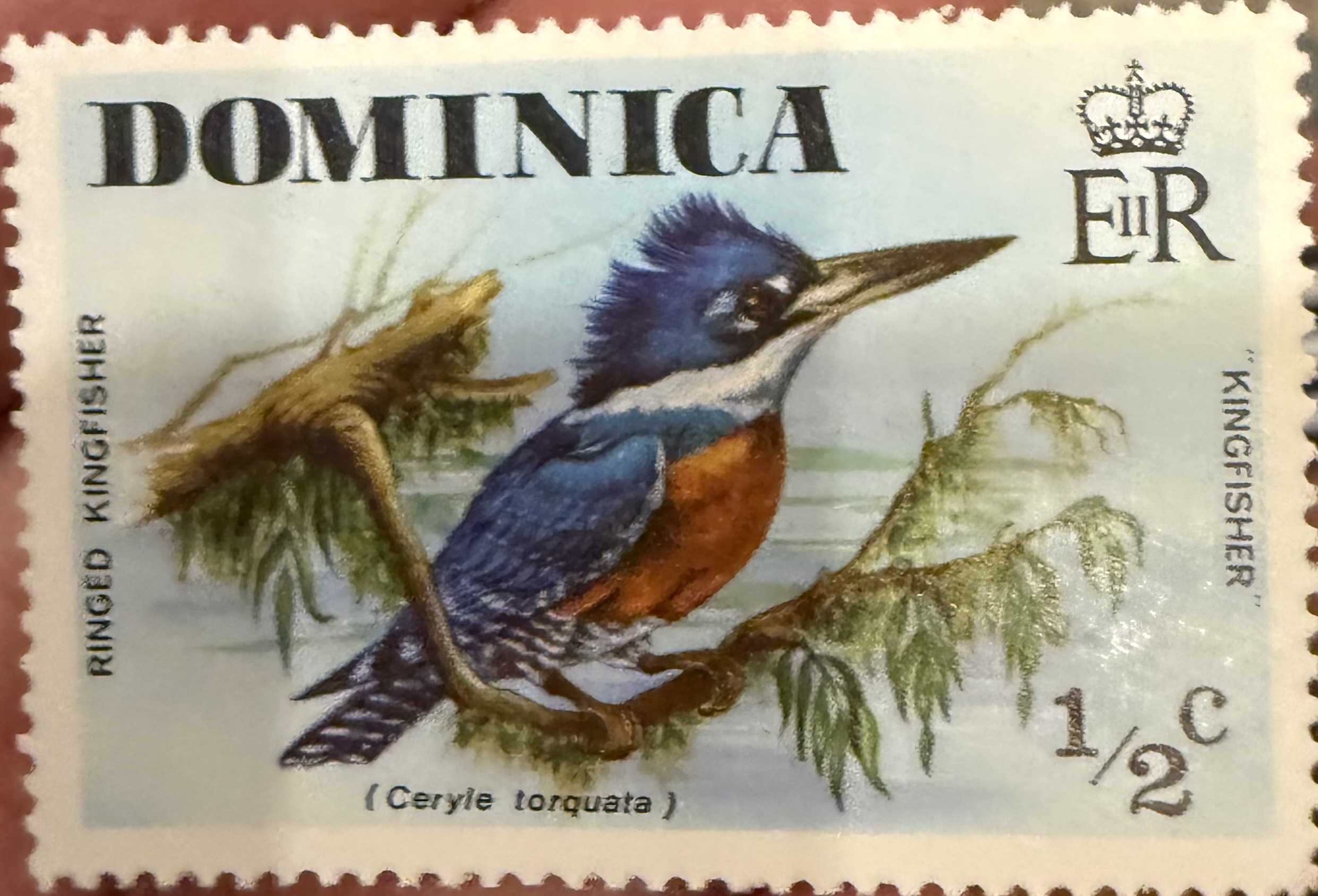 Ringed Kingfisher Dominica