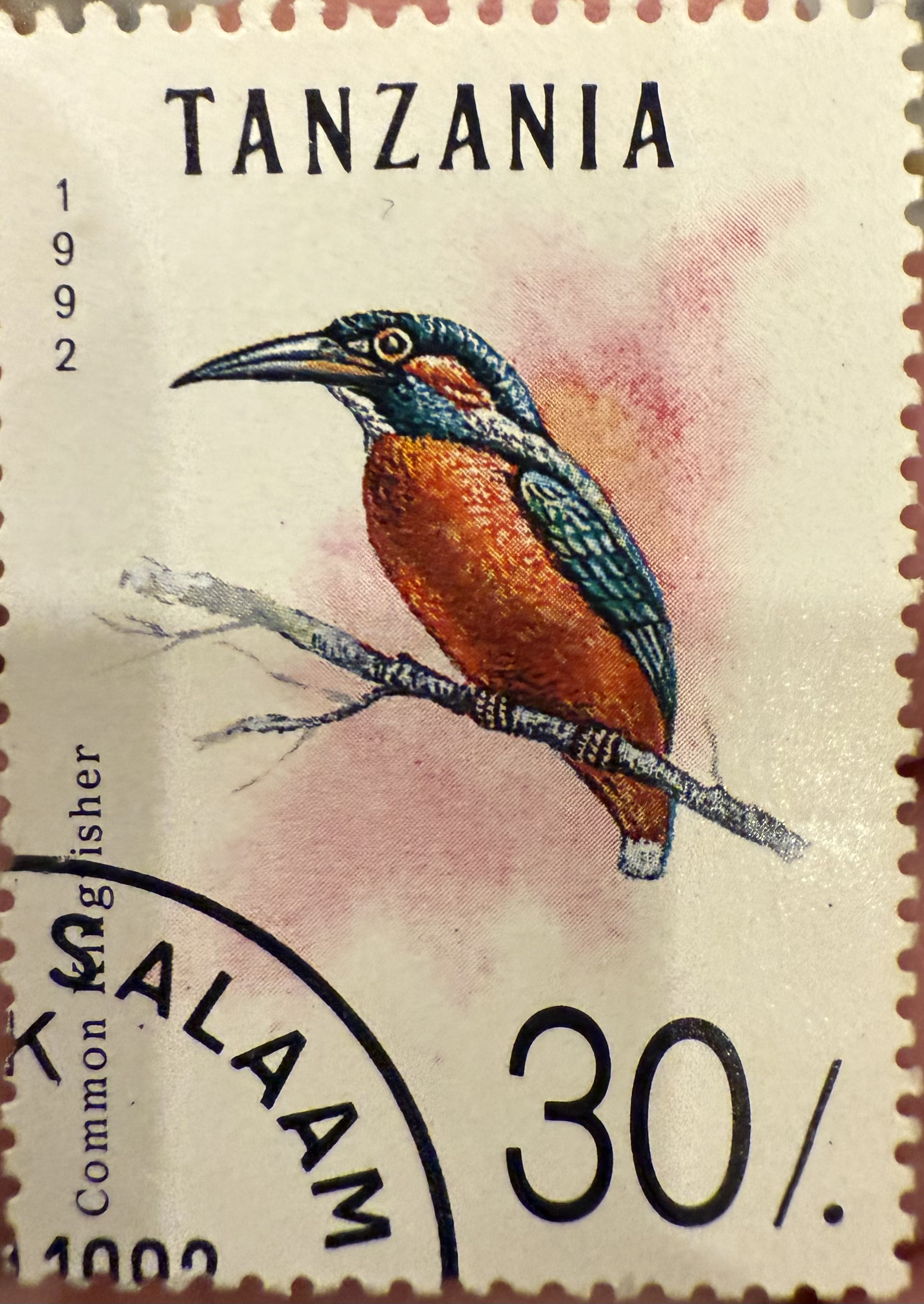 Common kingfisher Tanzania