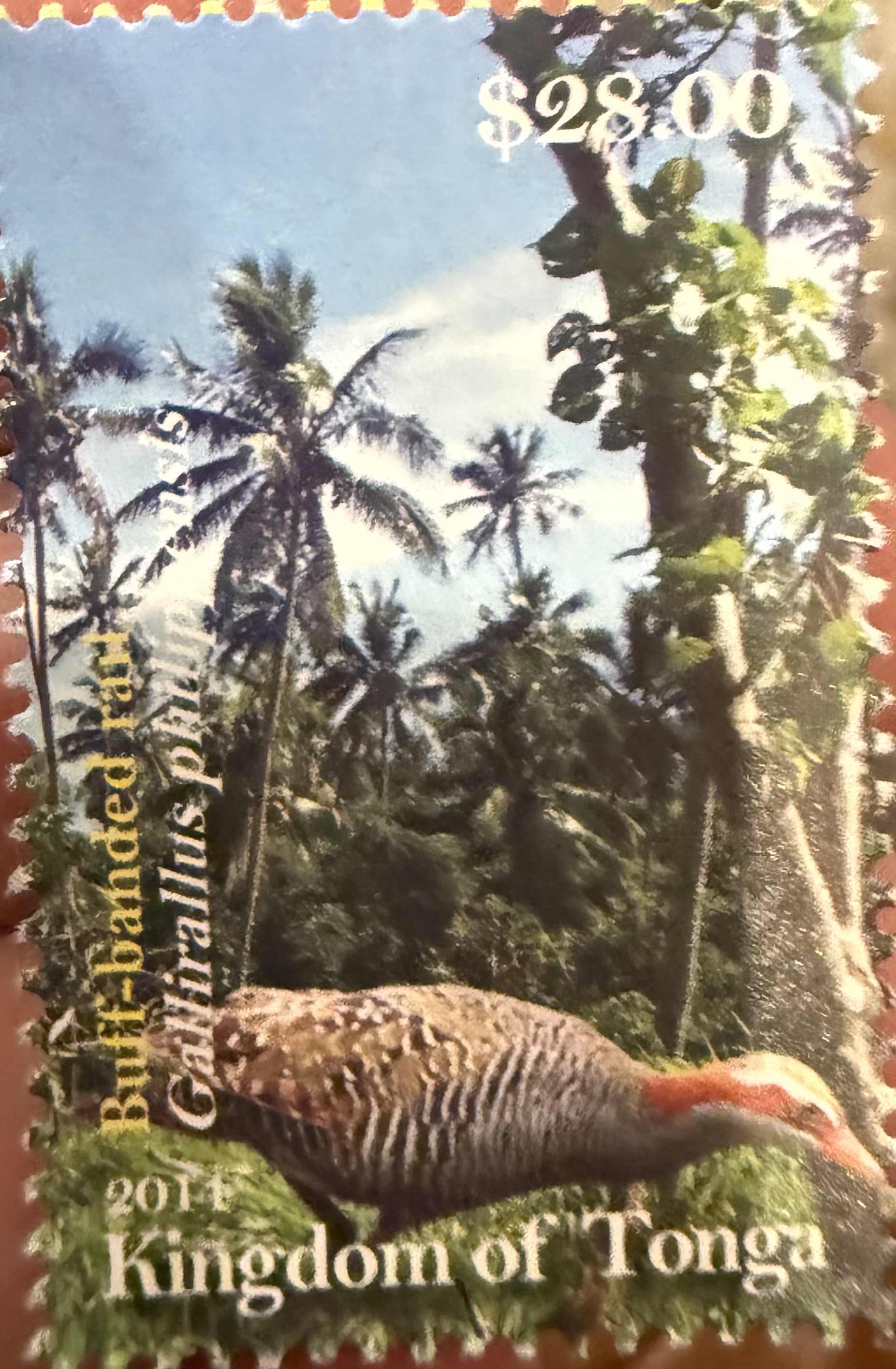 Buff Banded Rail 2011