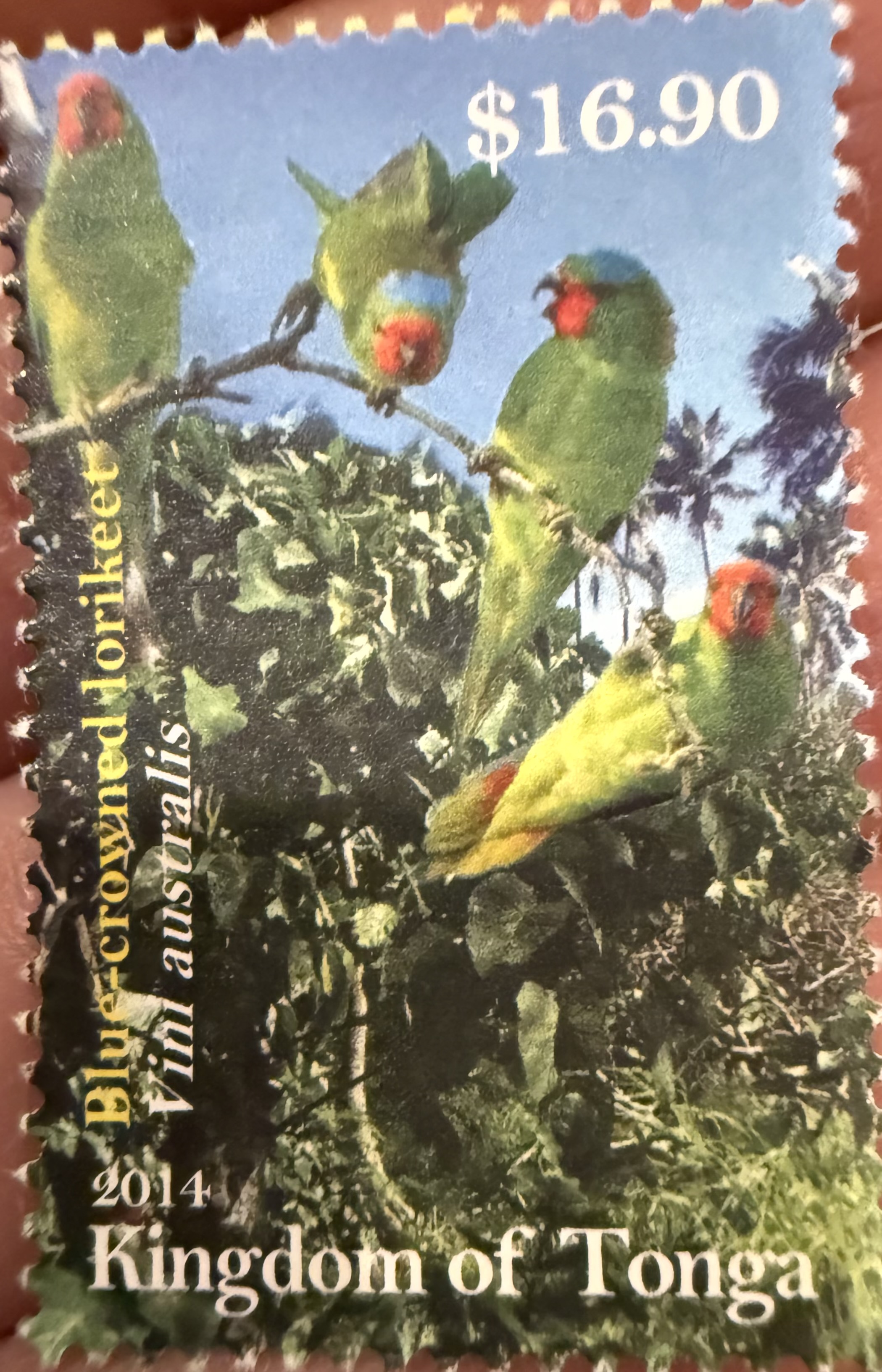 Blue Crowned Lorikeets