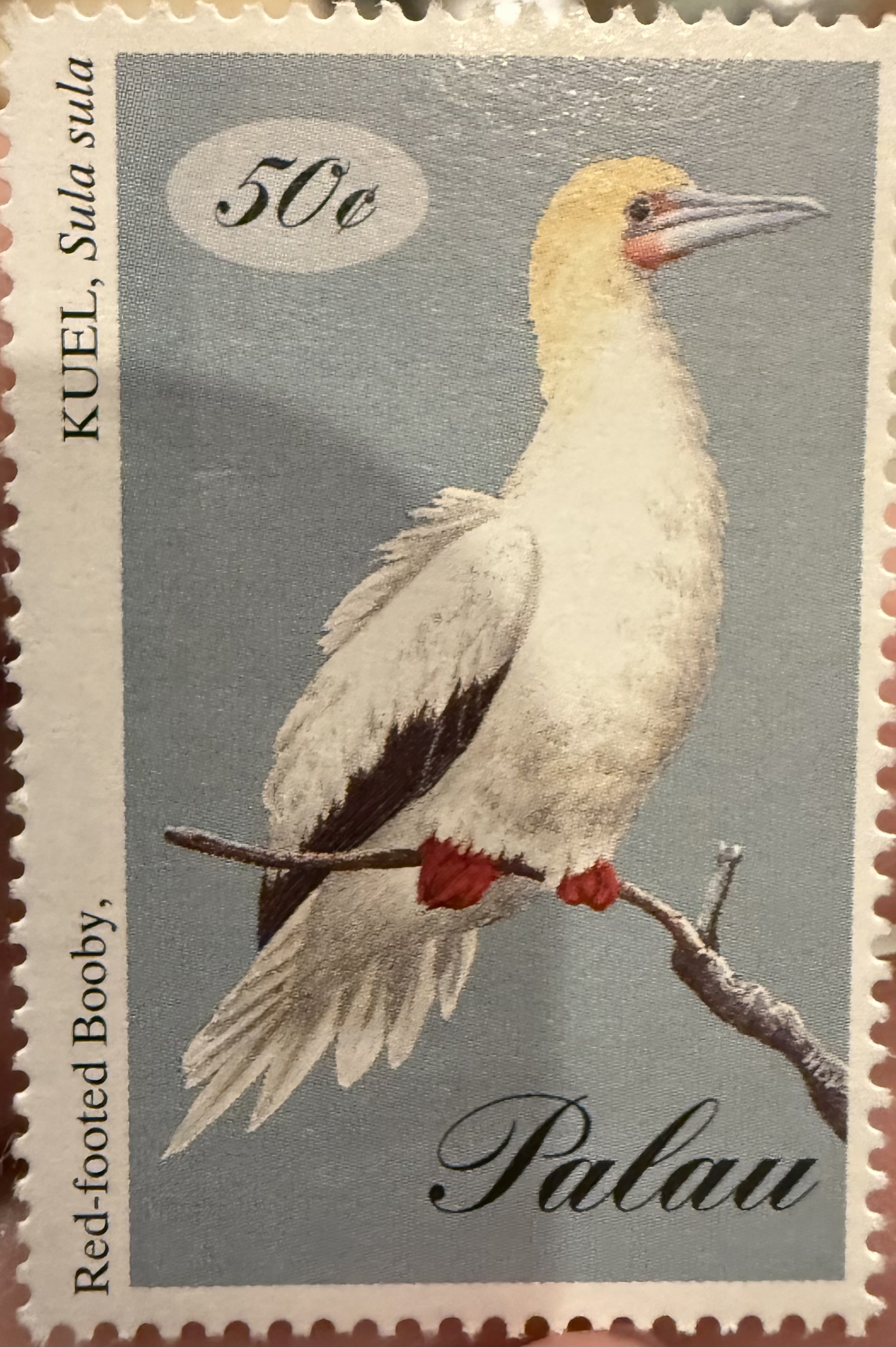 Red Footed Booby ( Palua))
