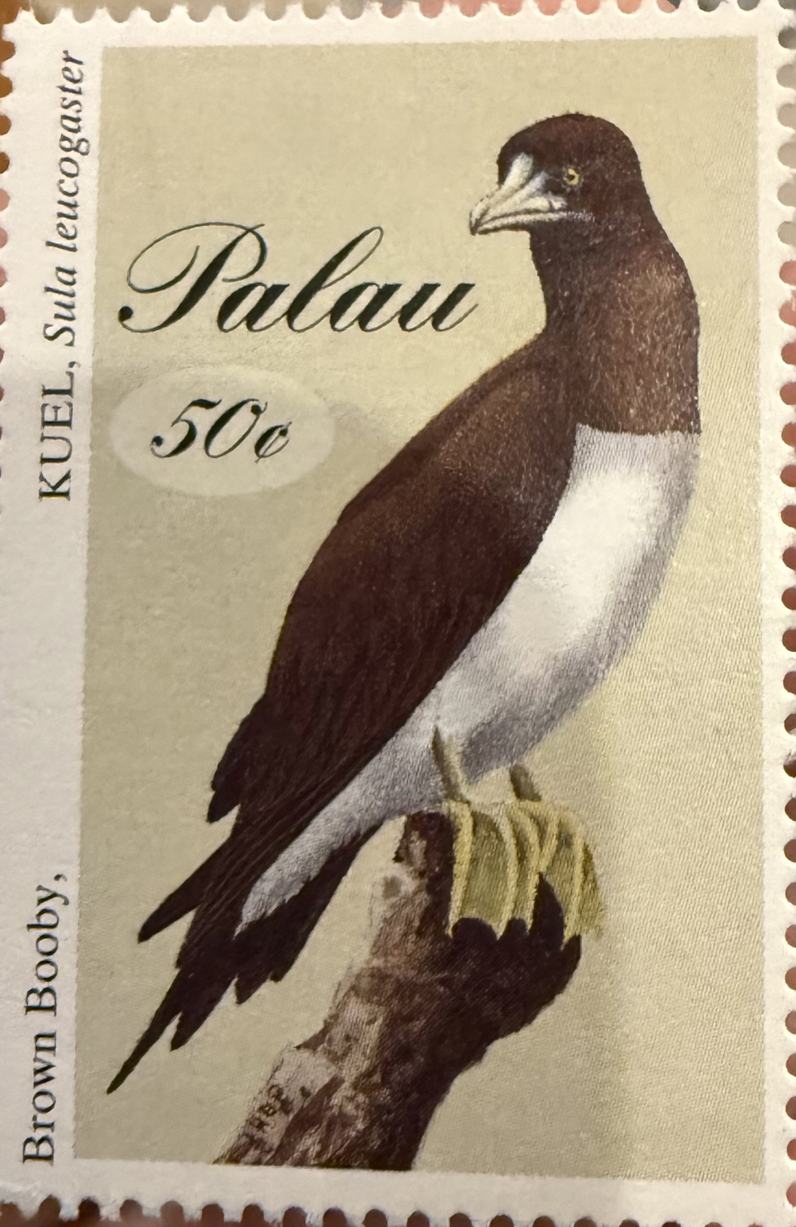 Brown Booby ( Palau)