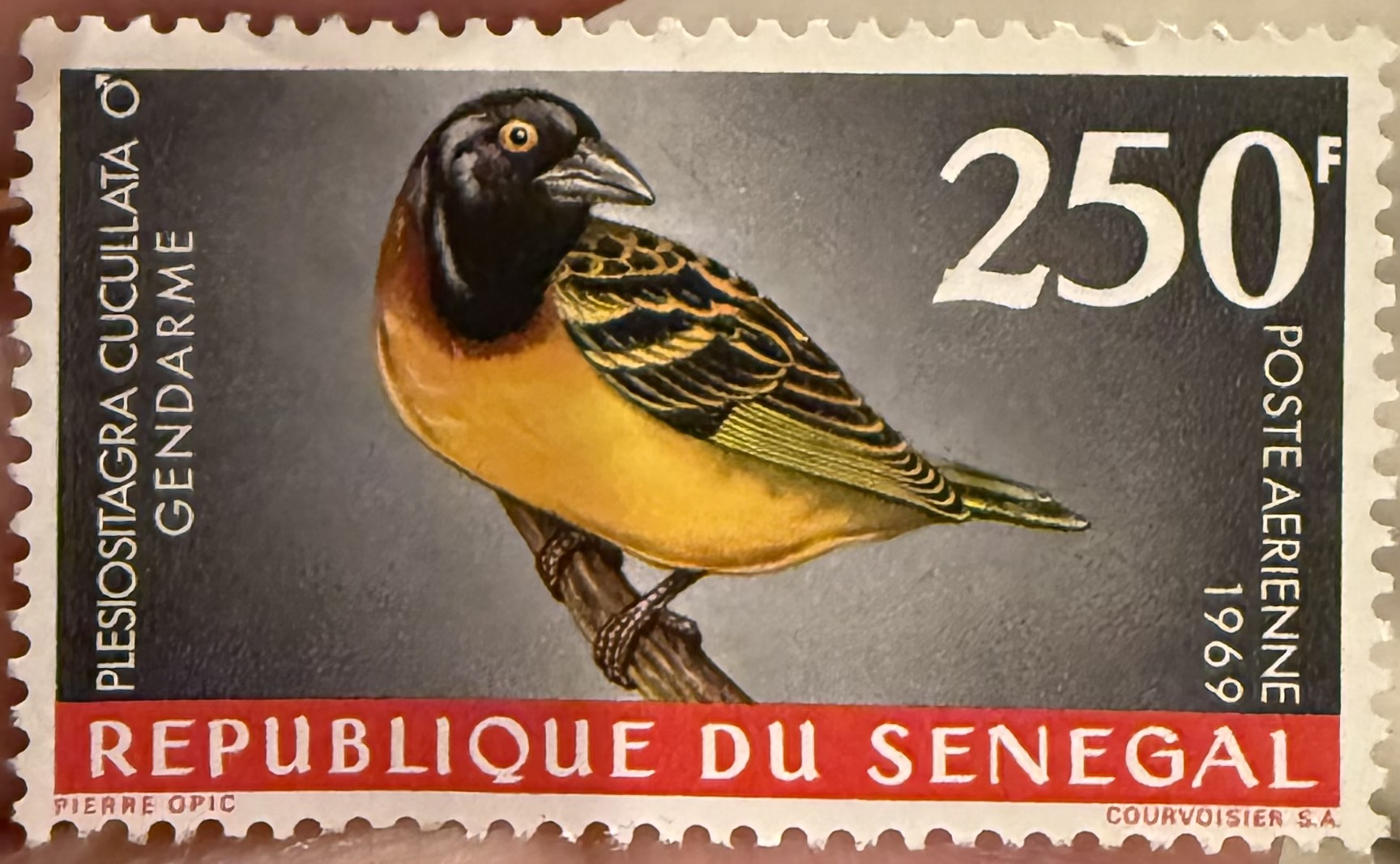 Village Weaver (Senegal)