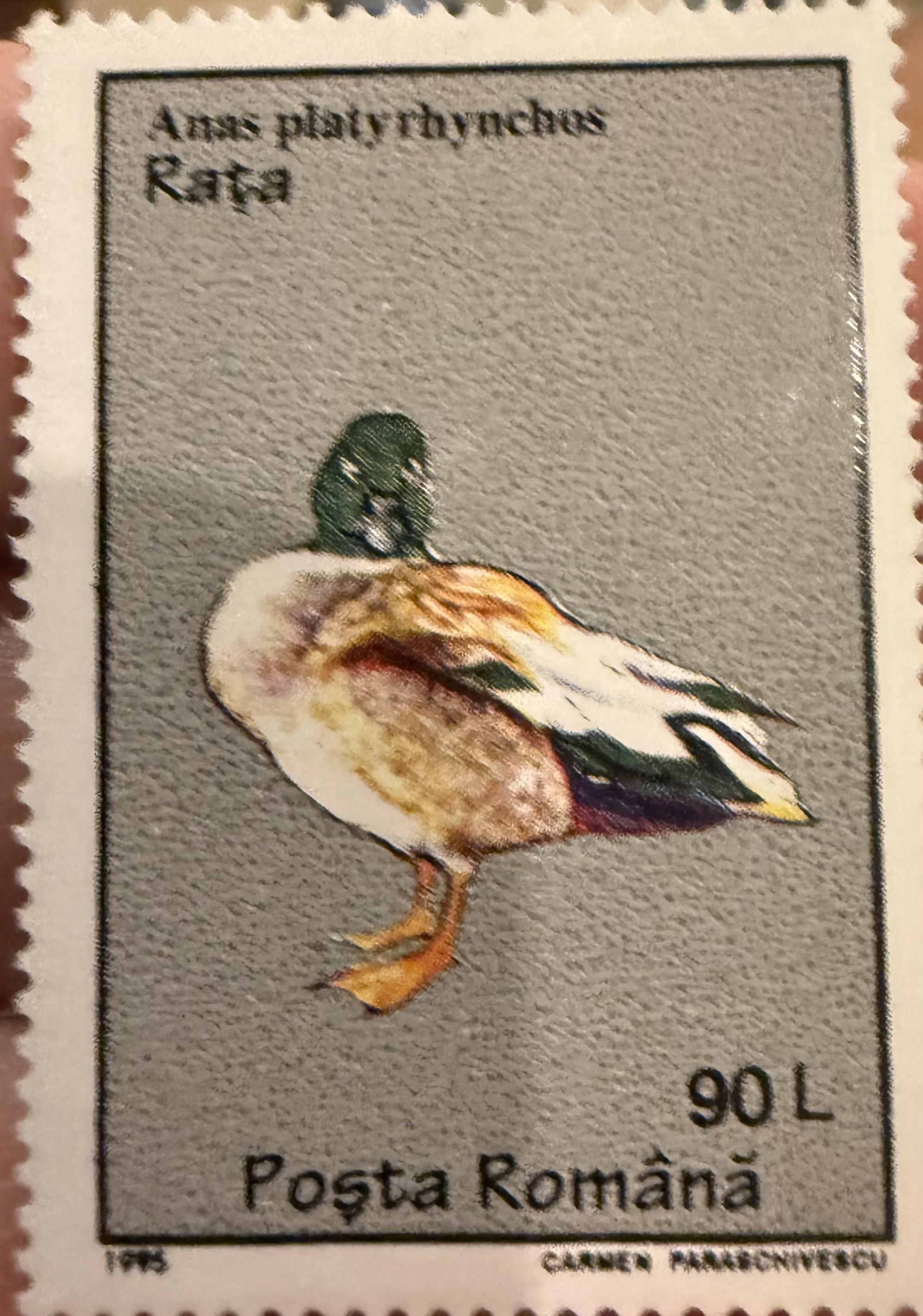 Mallard Duck (Romania)