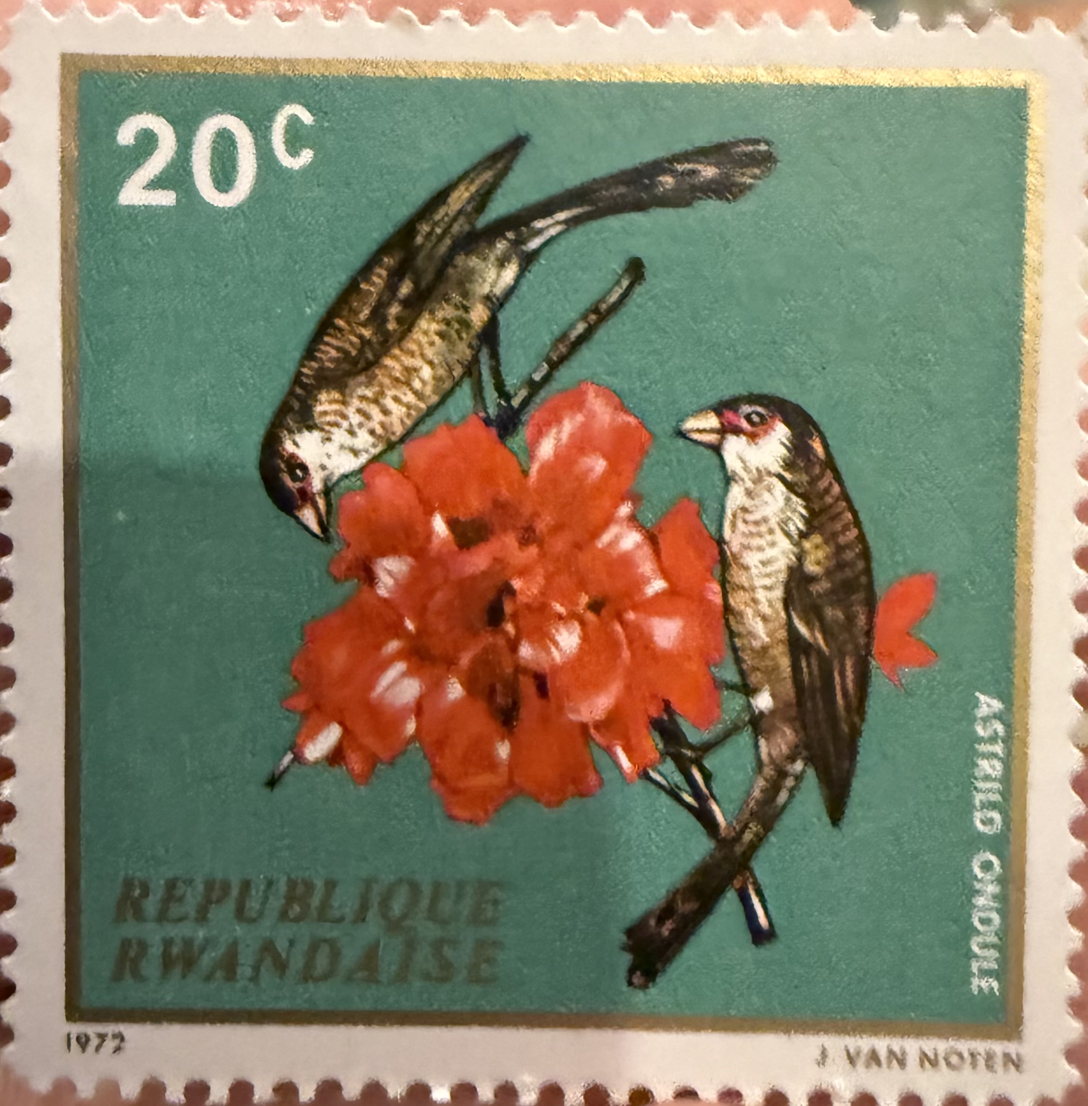 Common Waxbill ( Rawanda)