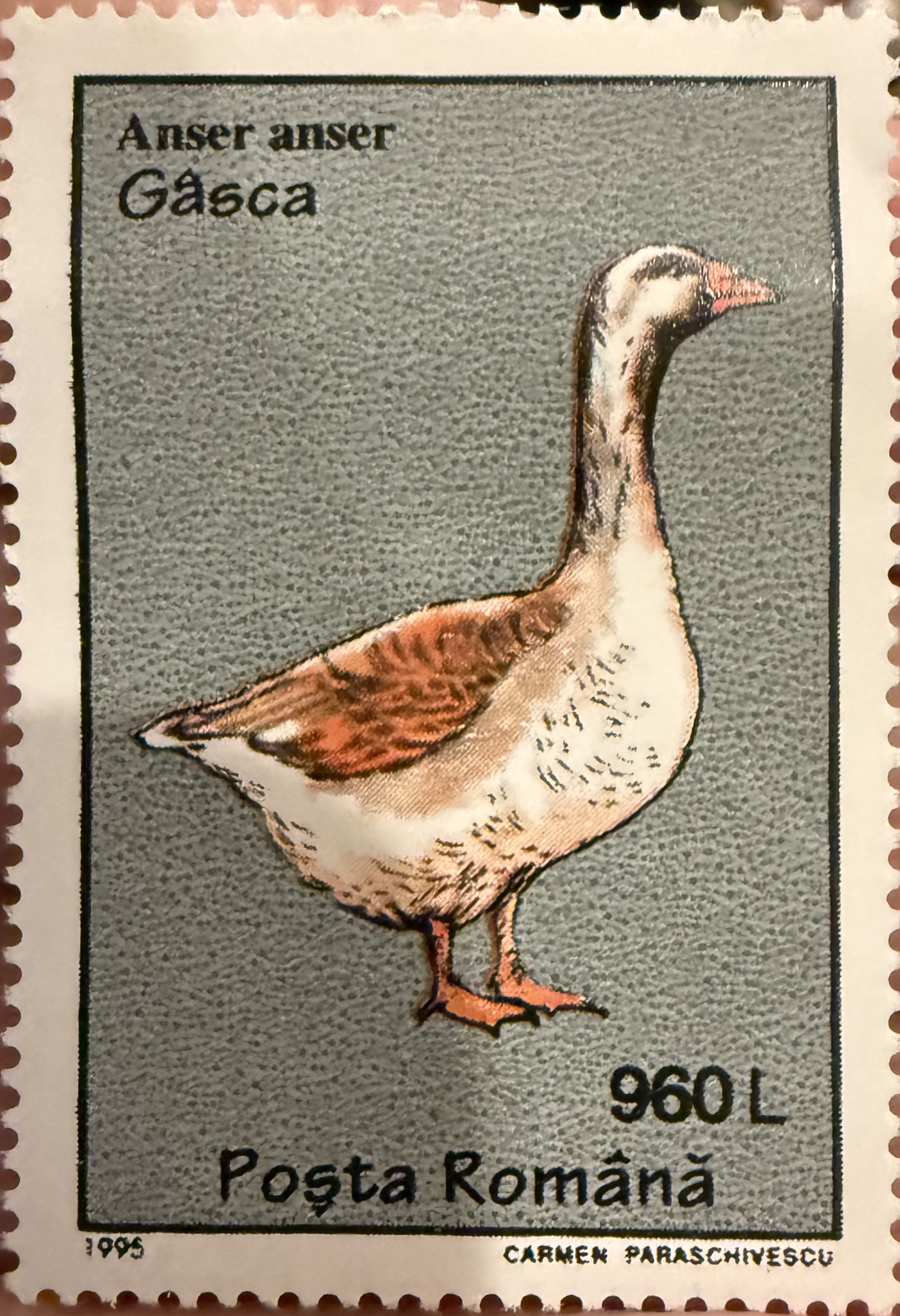 Greylag Goose