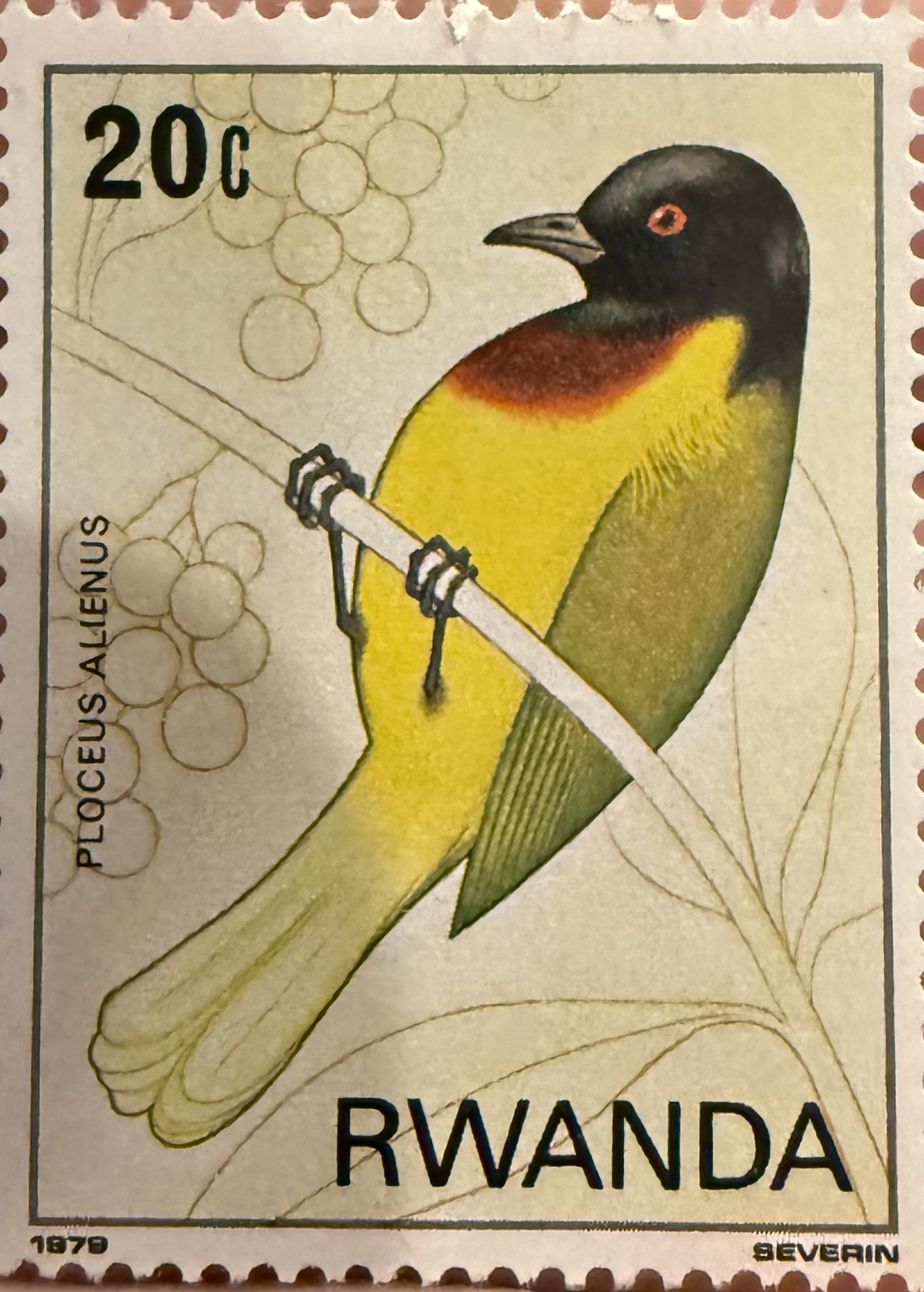 Strange Weaver (Rwanda)