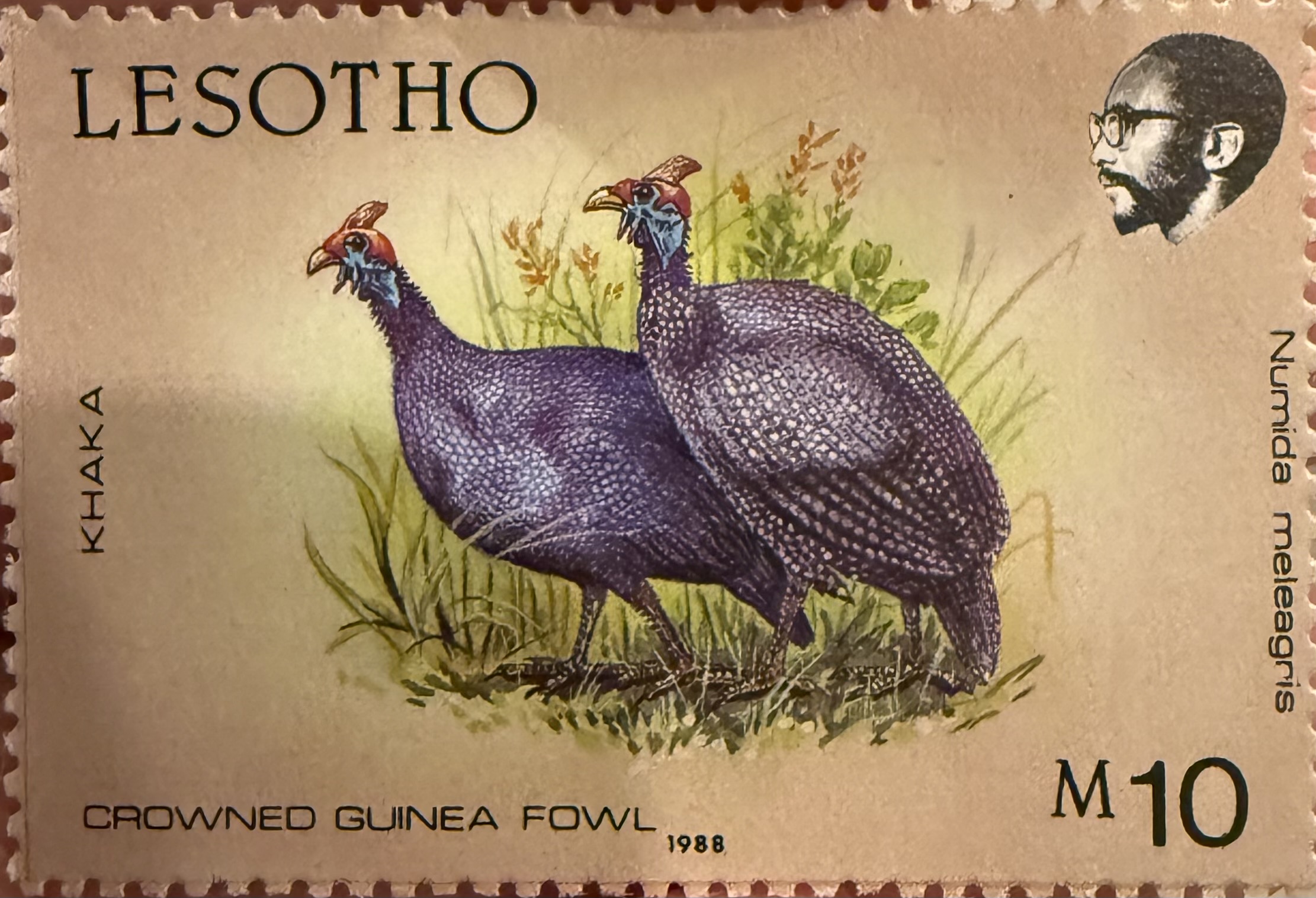 Crowned Guinea Fowl
