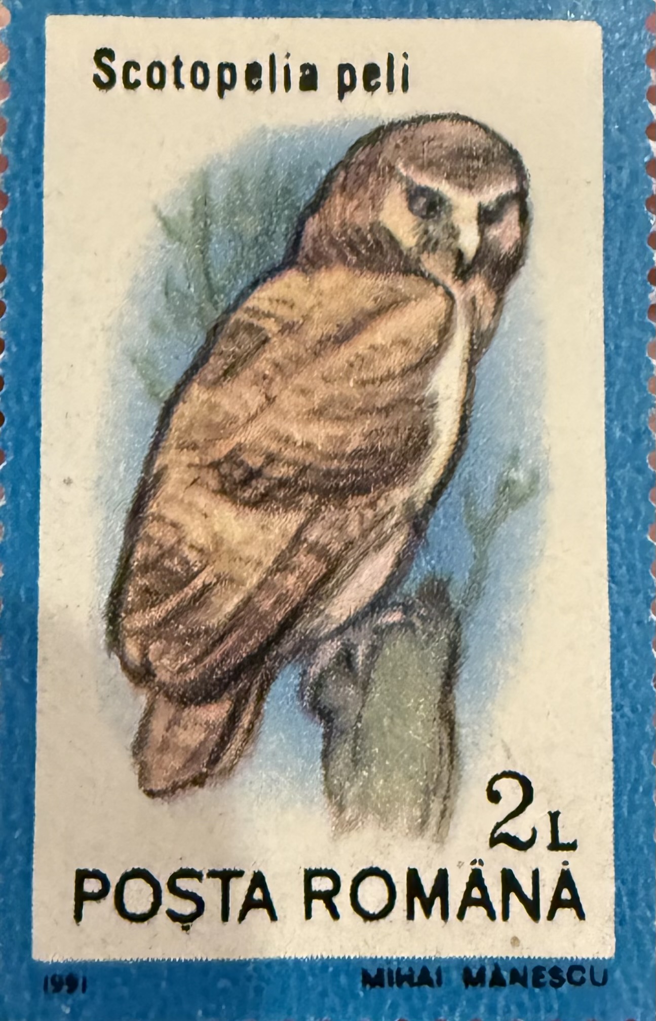 Pep’s Fishing Owl