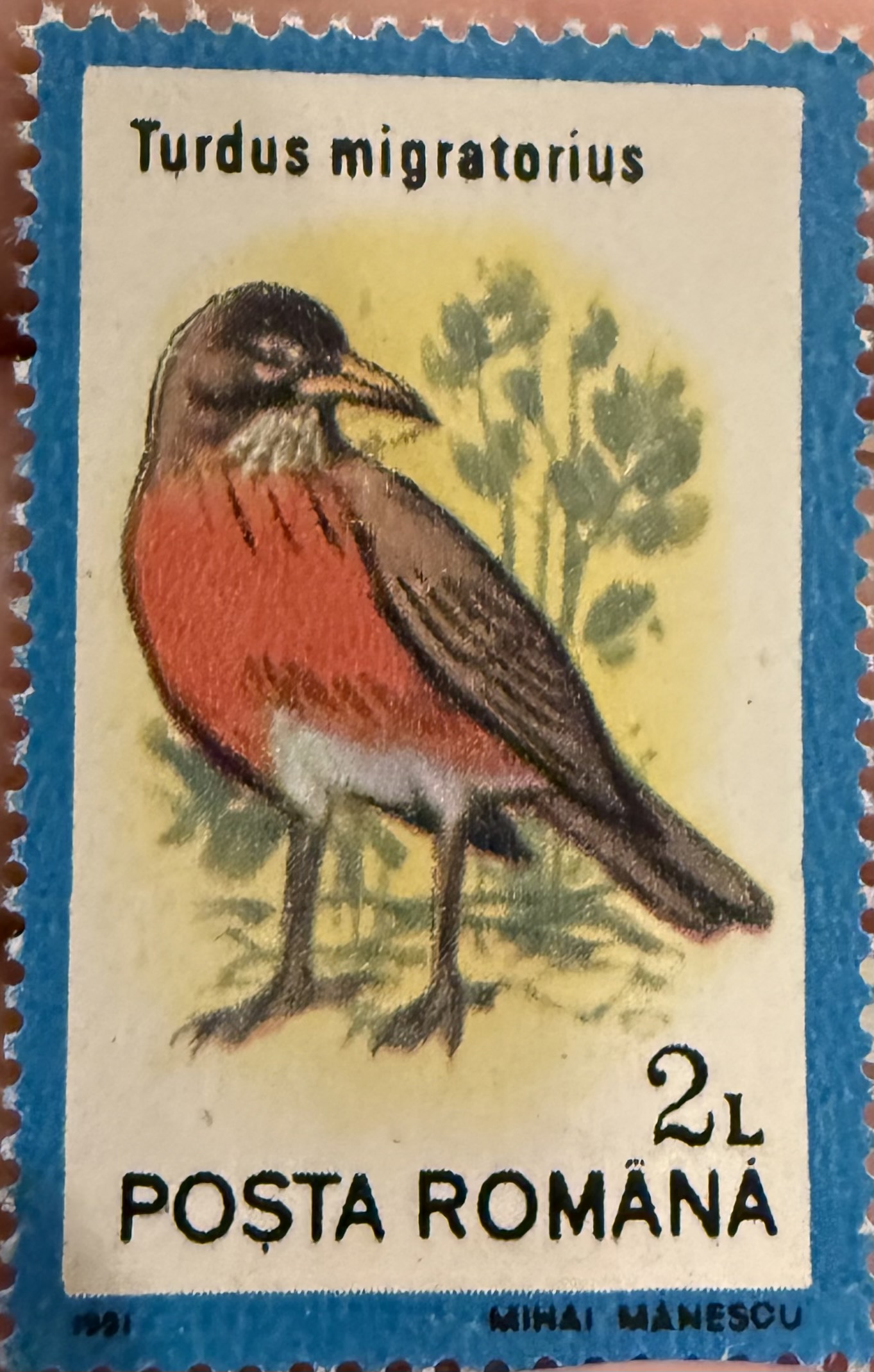 American Robin ( Romania)