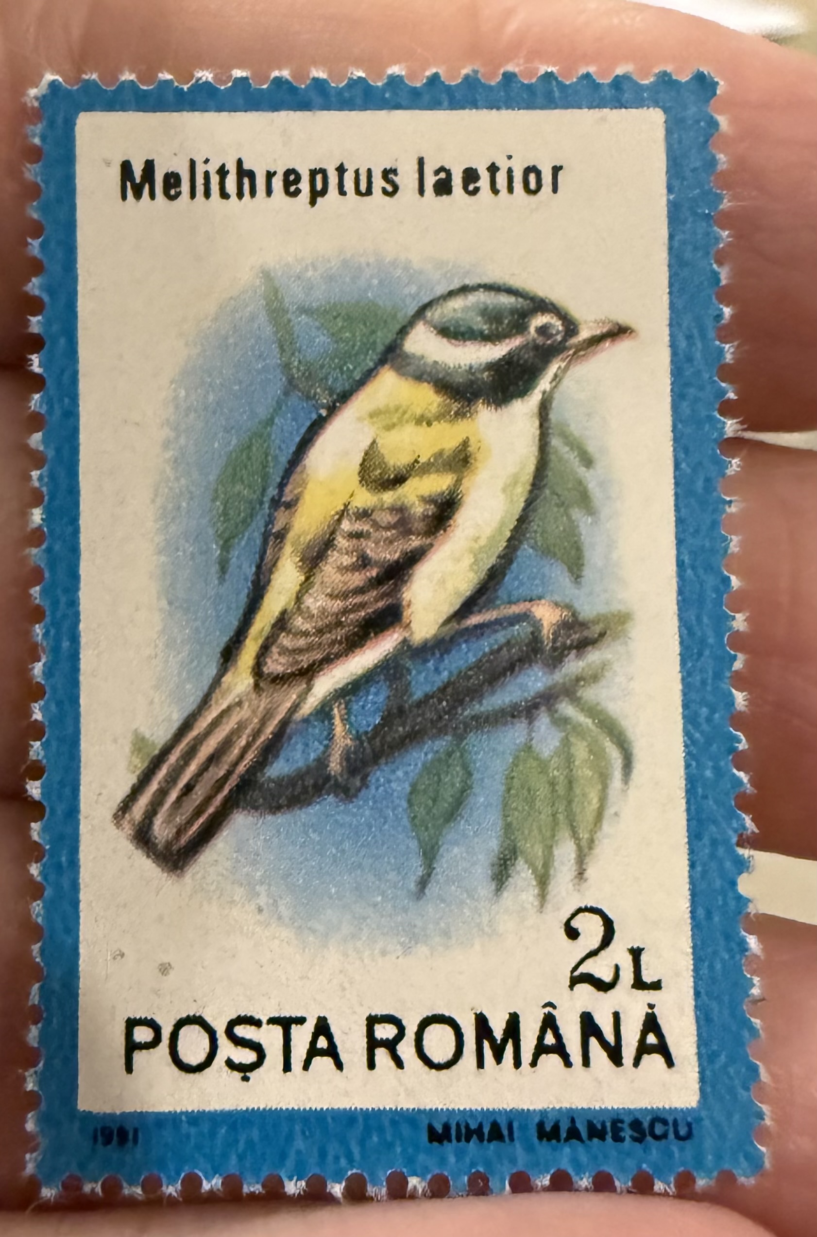 Black Chinned Honeyeater