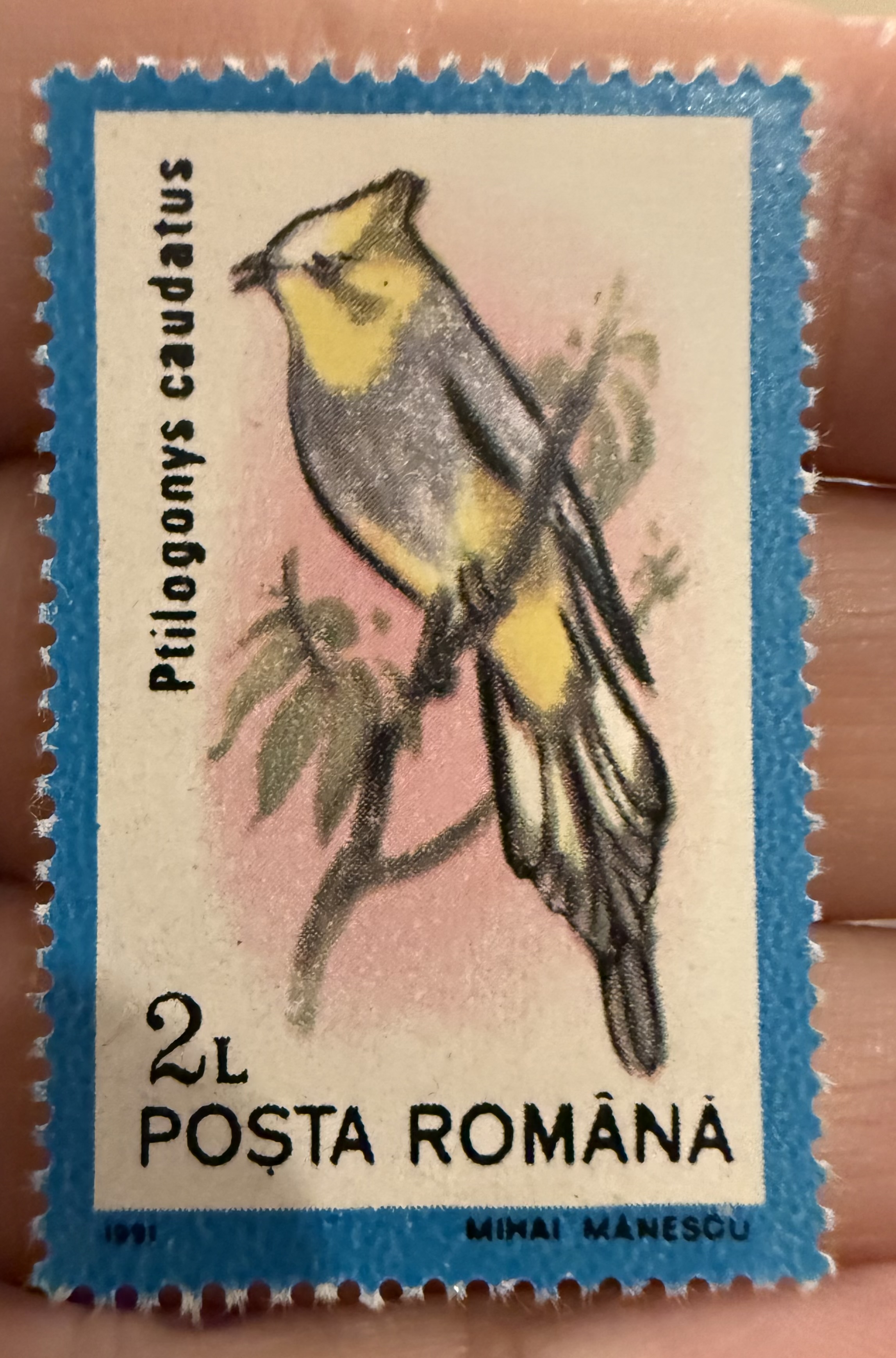 Long Tailed Silky Flycatcher