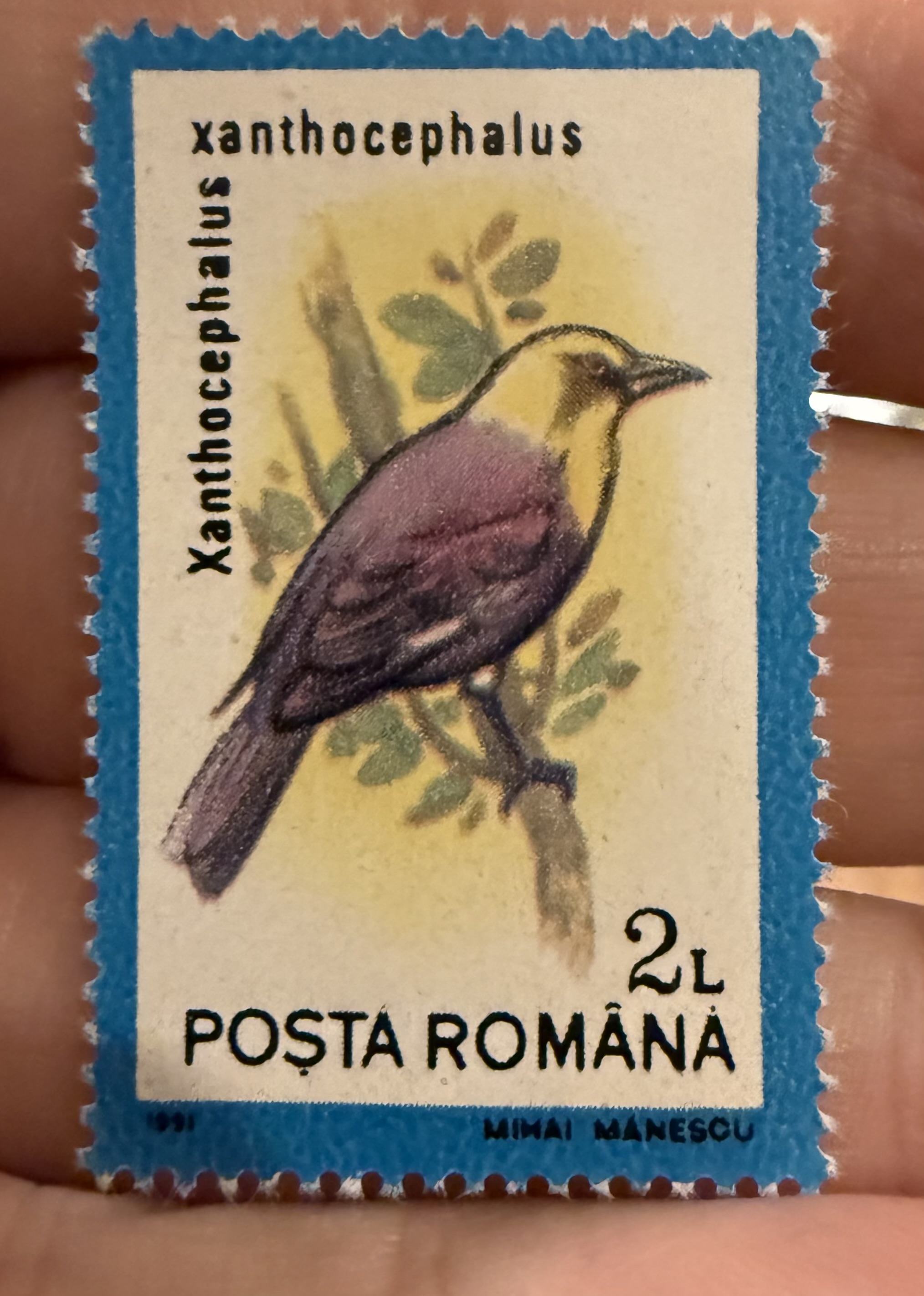 Yellow Headed Blackbird