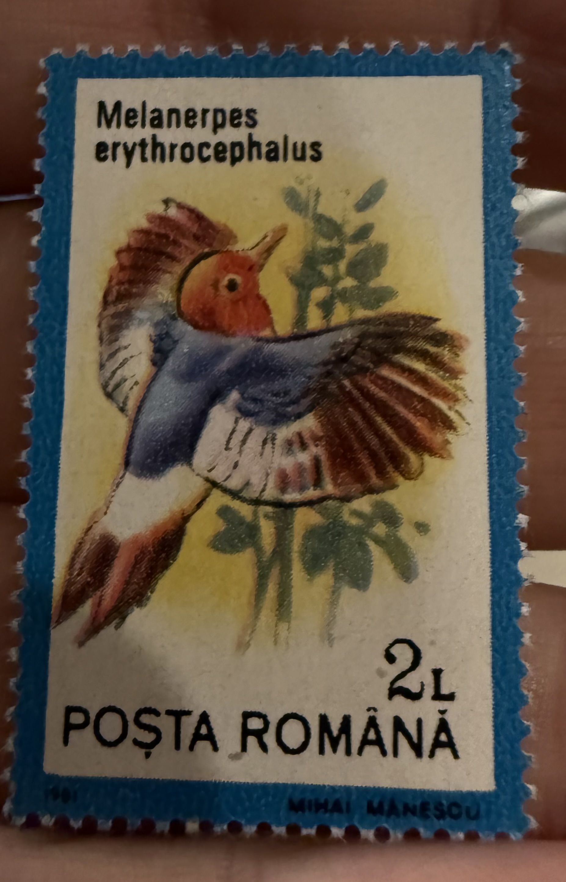 Red Headed Woodpecker (Romania)