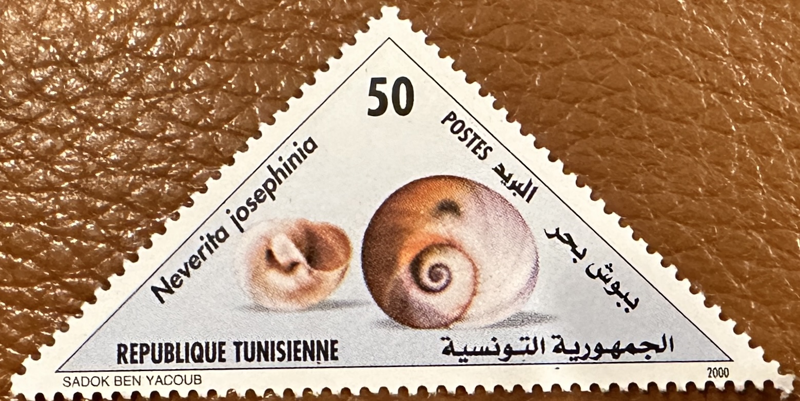 Tunisia Shells 4