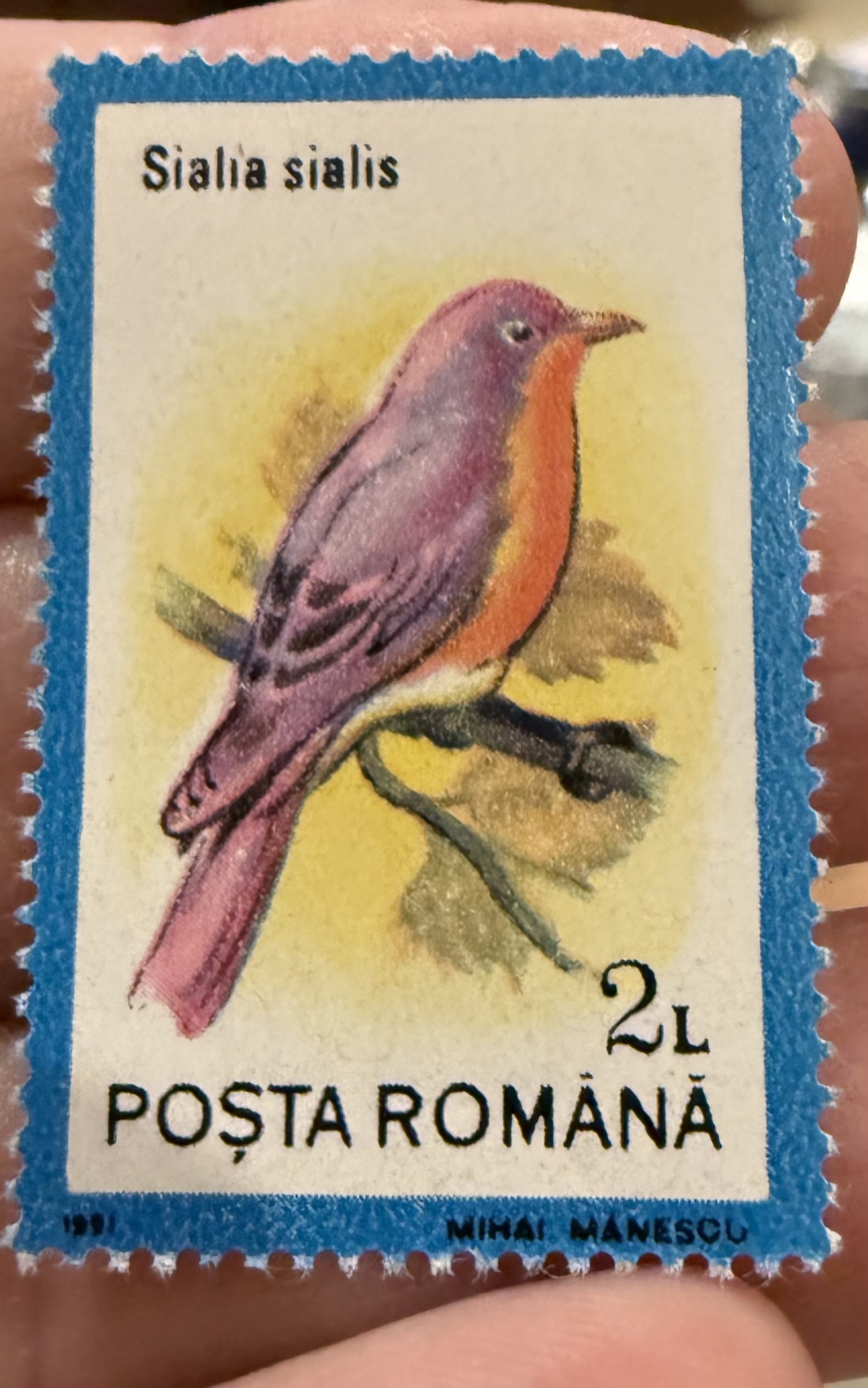 Eastern Bluebird (Romania)