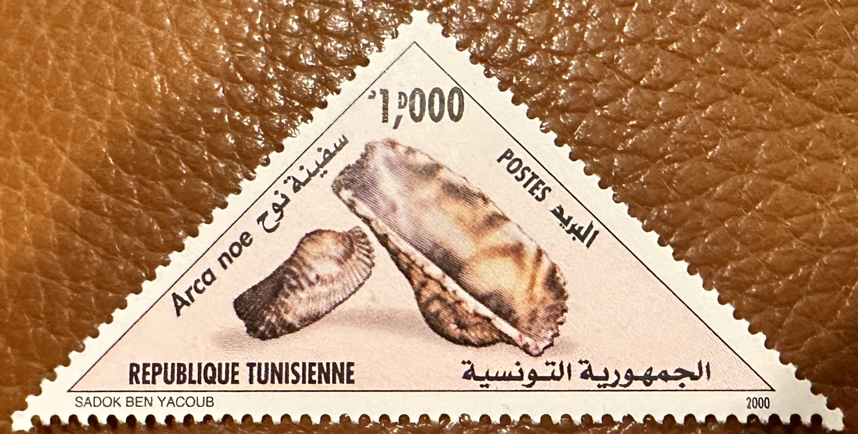 Tunisia Shells 3