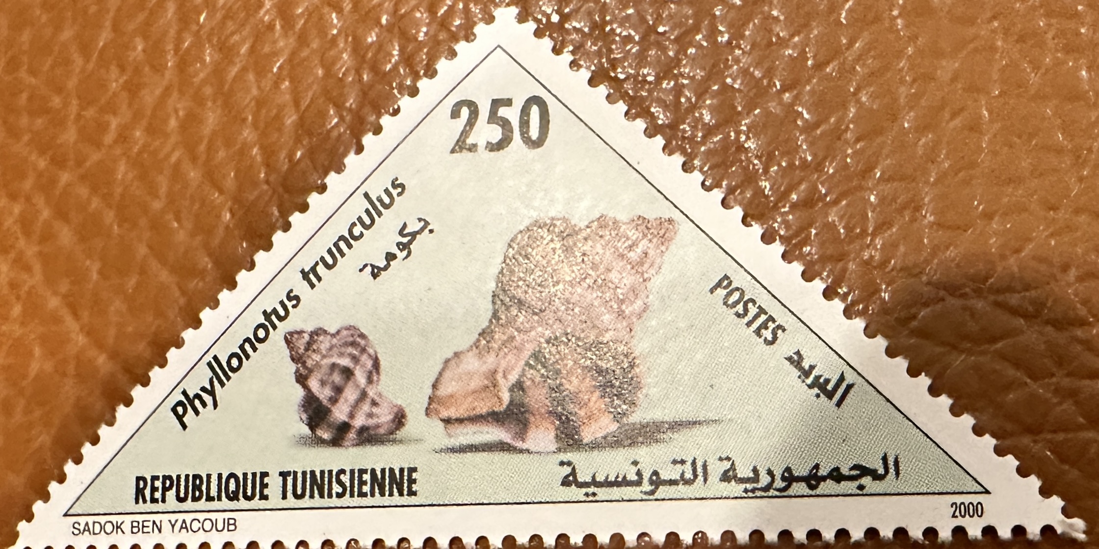 Tunisia Shells 2