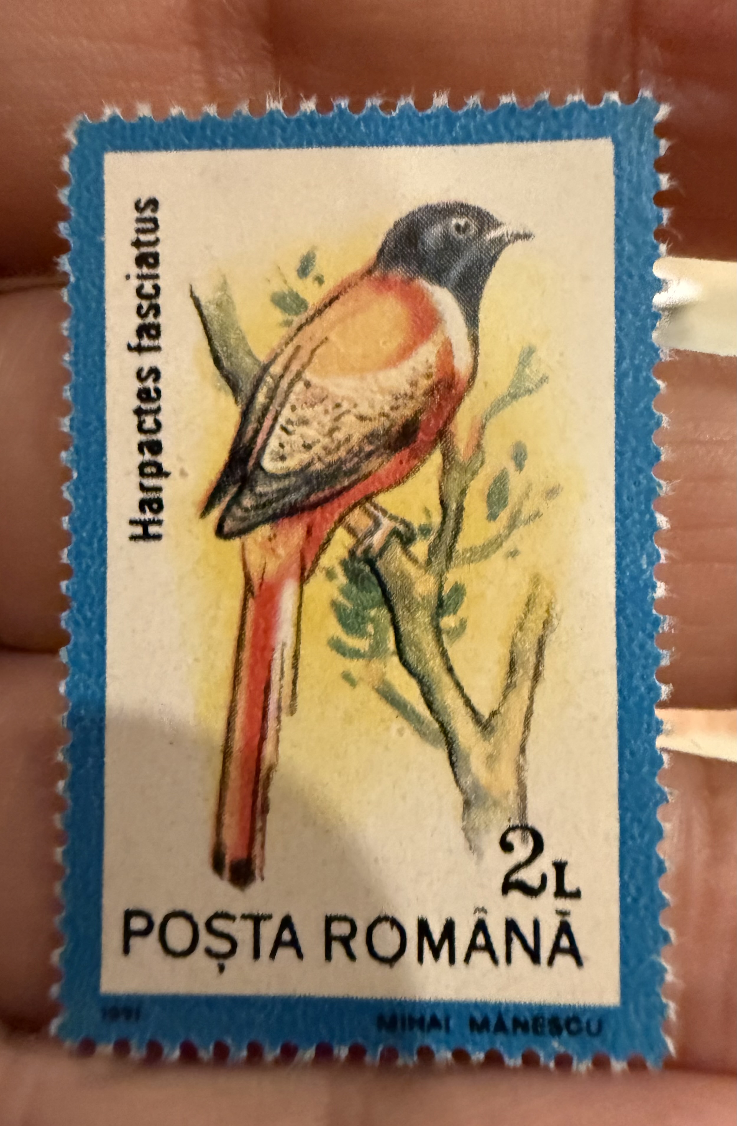 Malabar Trogon