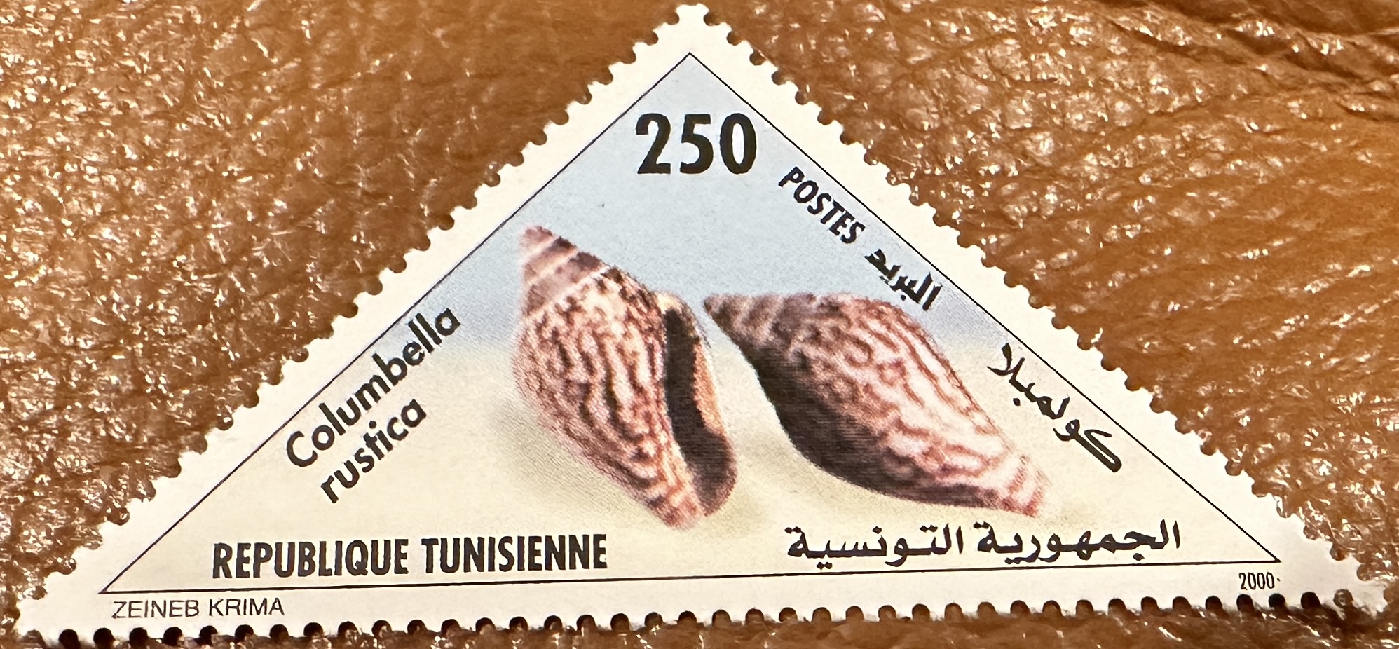 Tunisia Shells 1