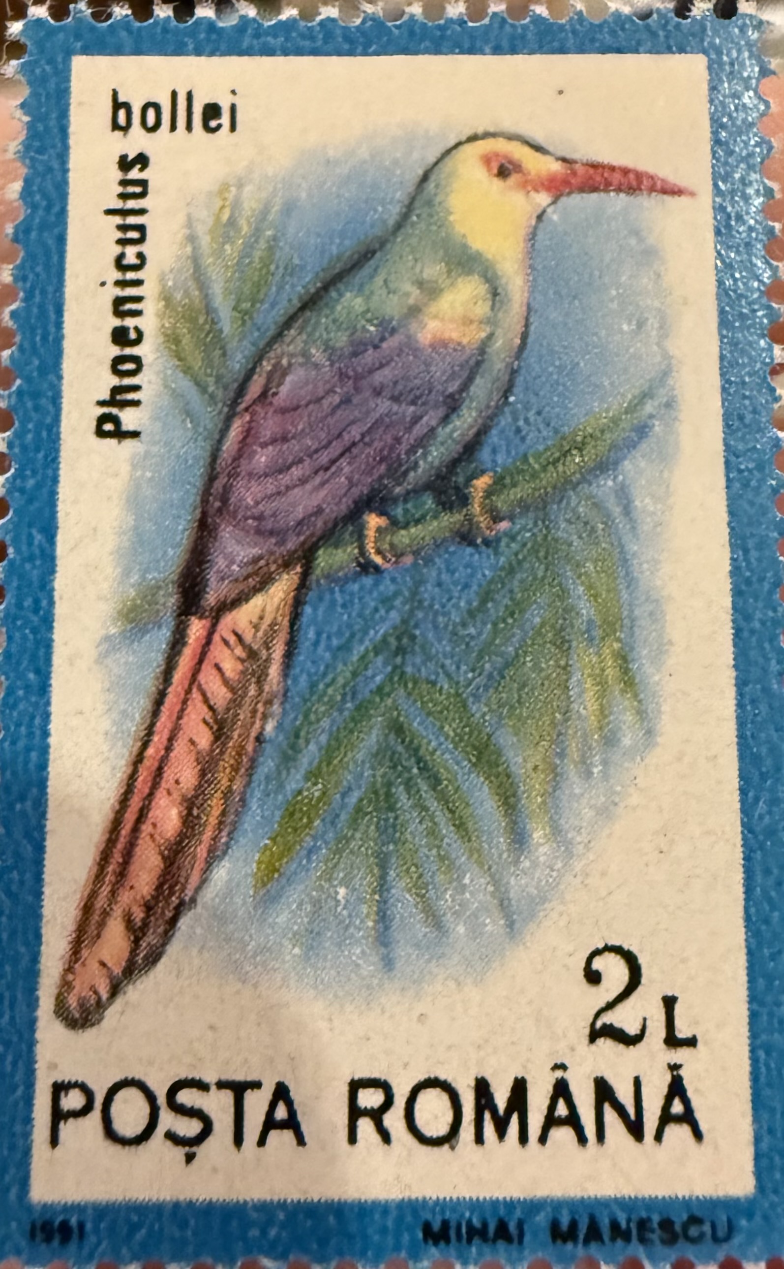 White Headed Wood Hoopoe